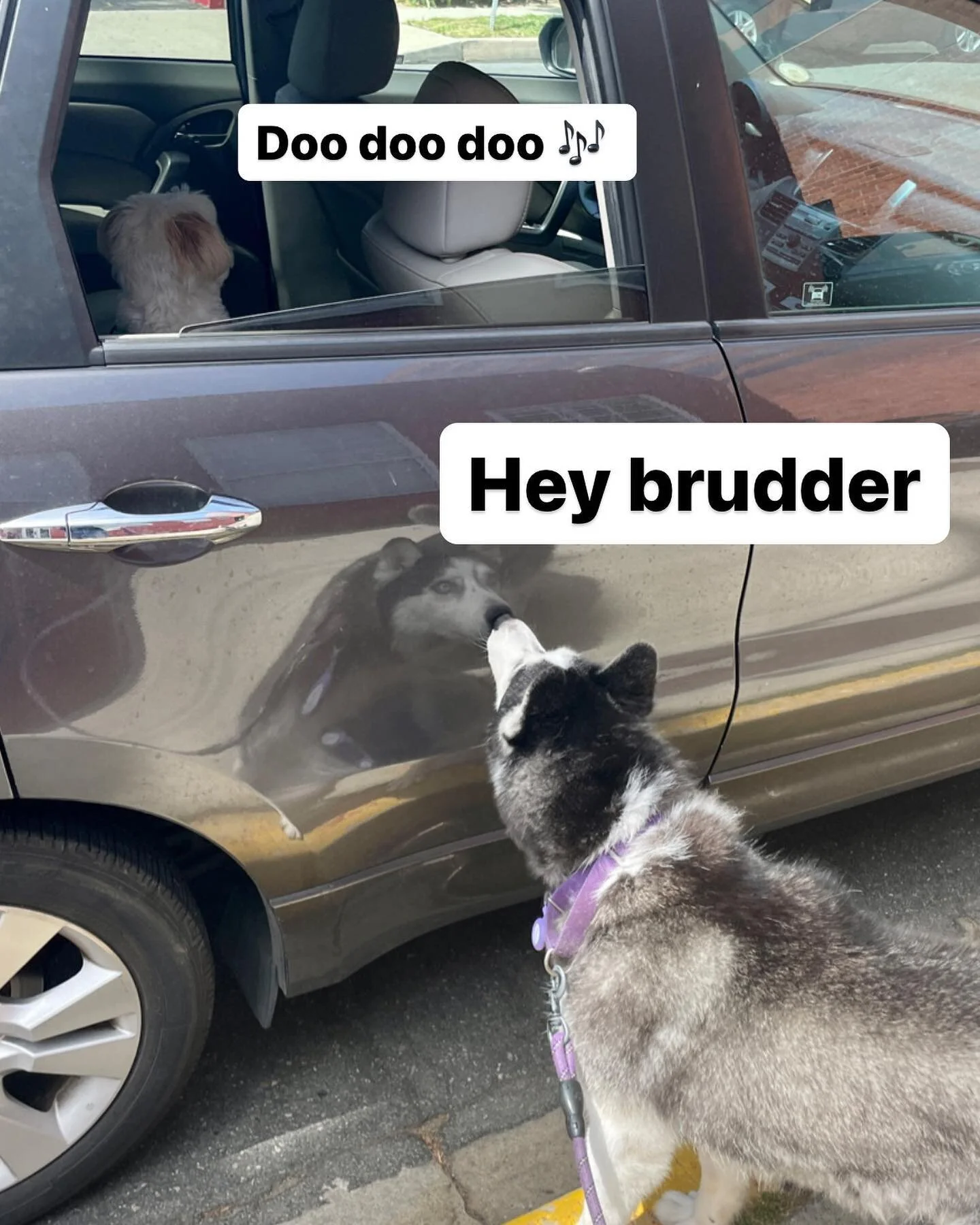 I reunited with my sister after 10 days apart! I guess I missed her more than I thought! #mojotherescue
#bigbrother #rescuedog #rescuedogsofinstagram #dogoftheday #dogsofinstagram #adoptdontshop #doglife #cutedogs #cutedogsofinstagram #petsareweird