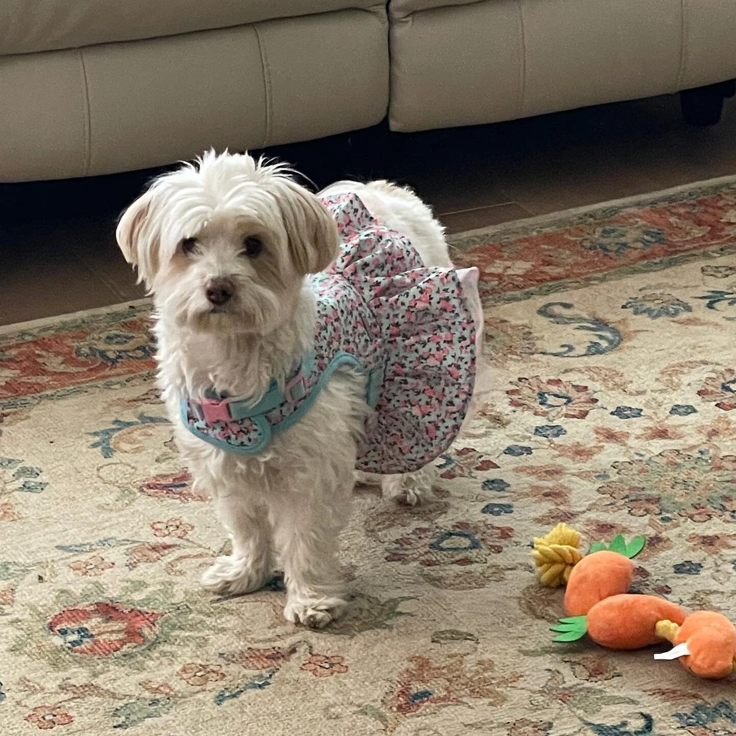 I’m sure you’re all wondering what I wore to the Met Gala. One word: tutu. 🩰 #mojotherescue
#metgala #metgalaoutfits #funnydogsofinstagram #funnydogs #dogsofinstagram #dogstagram #rescuedog #rescuedogsofinstagram #adoptdontshop #funnydo