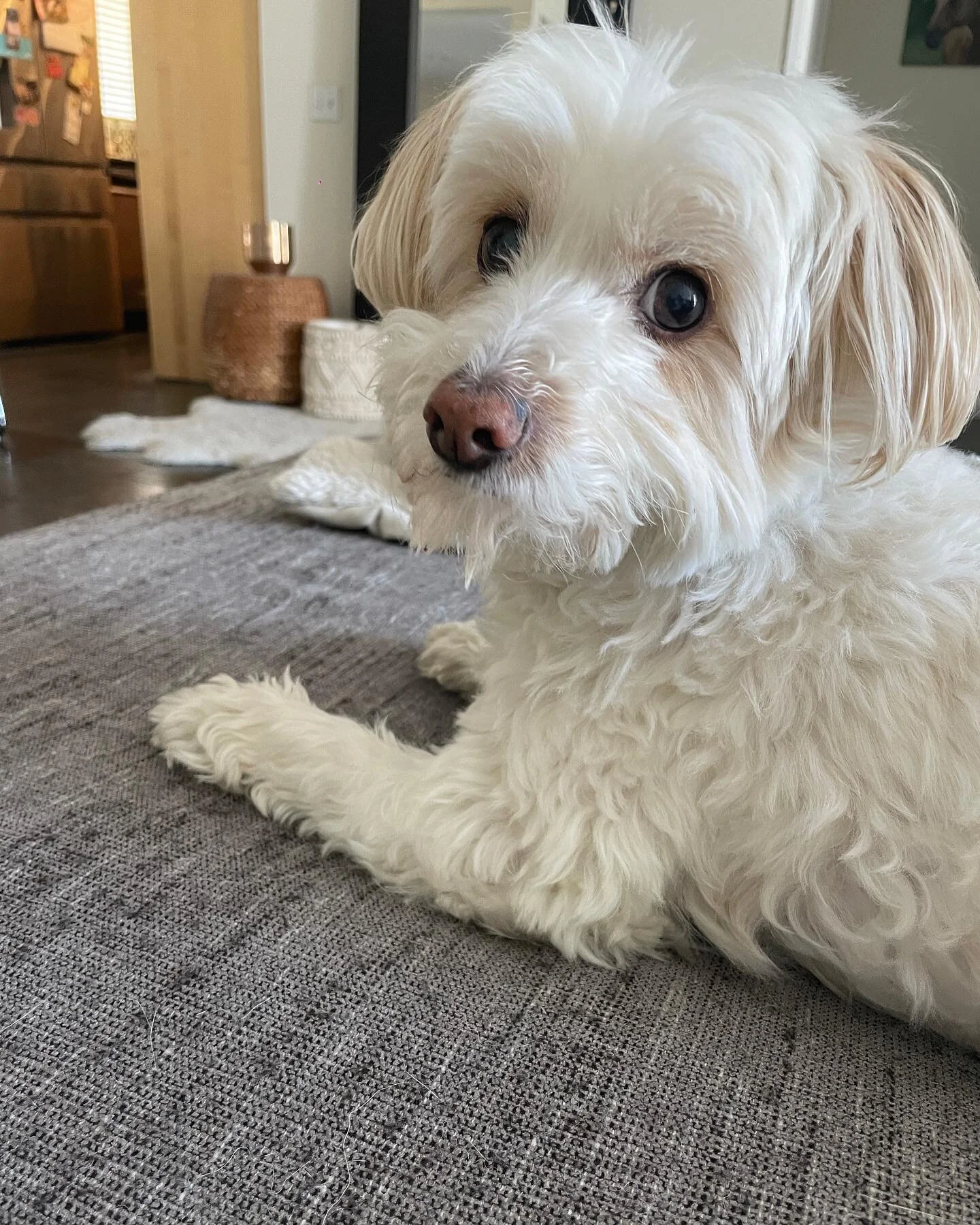 I’m thinking about you. Are you thinking about me? 💭 #mojotherescue
#adoptdontshop #rescuedog #rescuedogsofinstagram #dogsofinstagram #dogstagram #cutedogs #cutedog #chihuahuamix #poodlemix