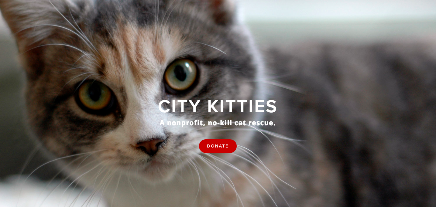 city kitties rescue