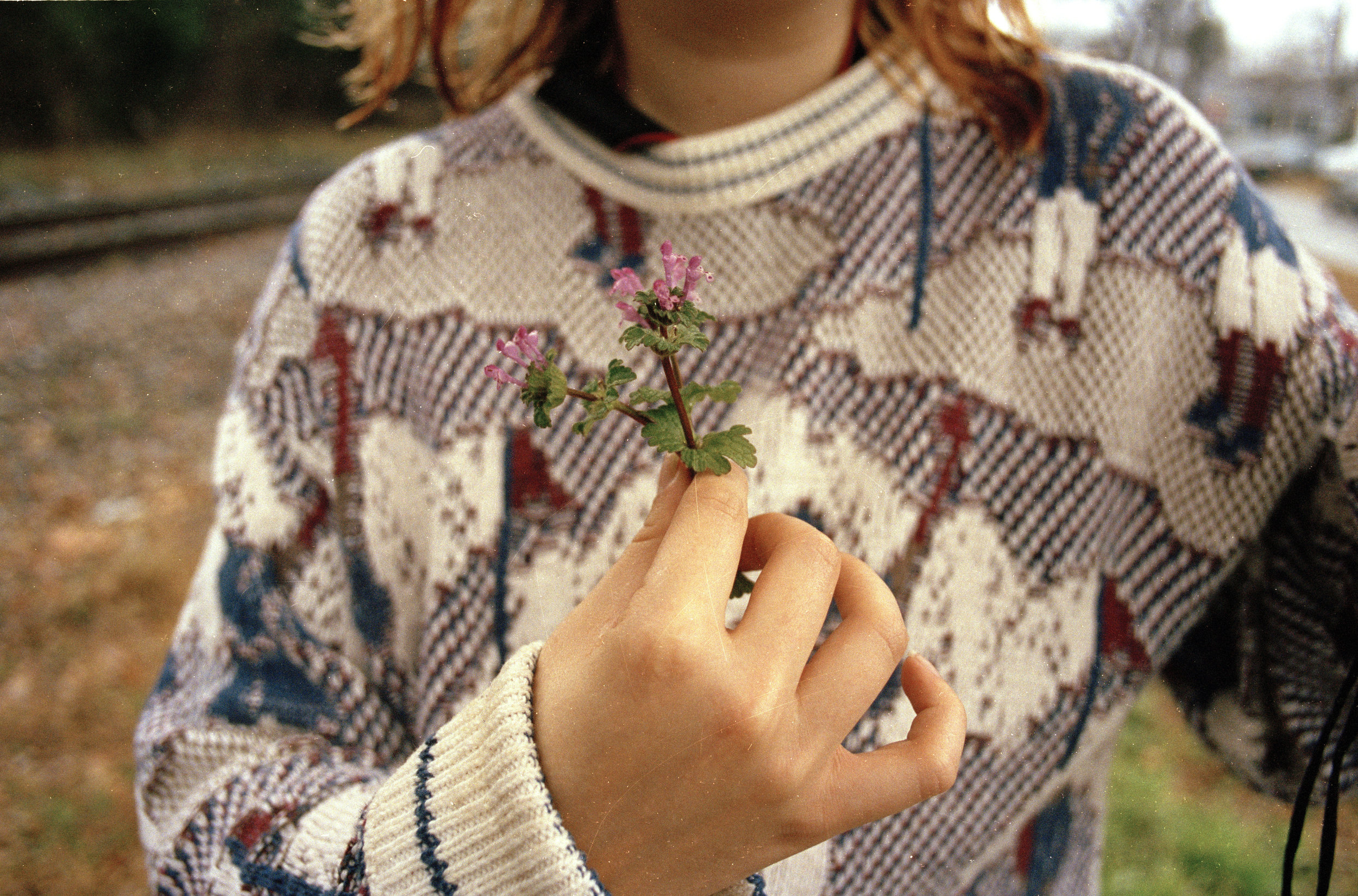 henbit.jpg