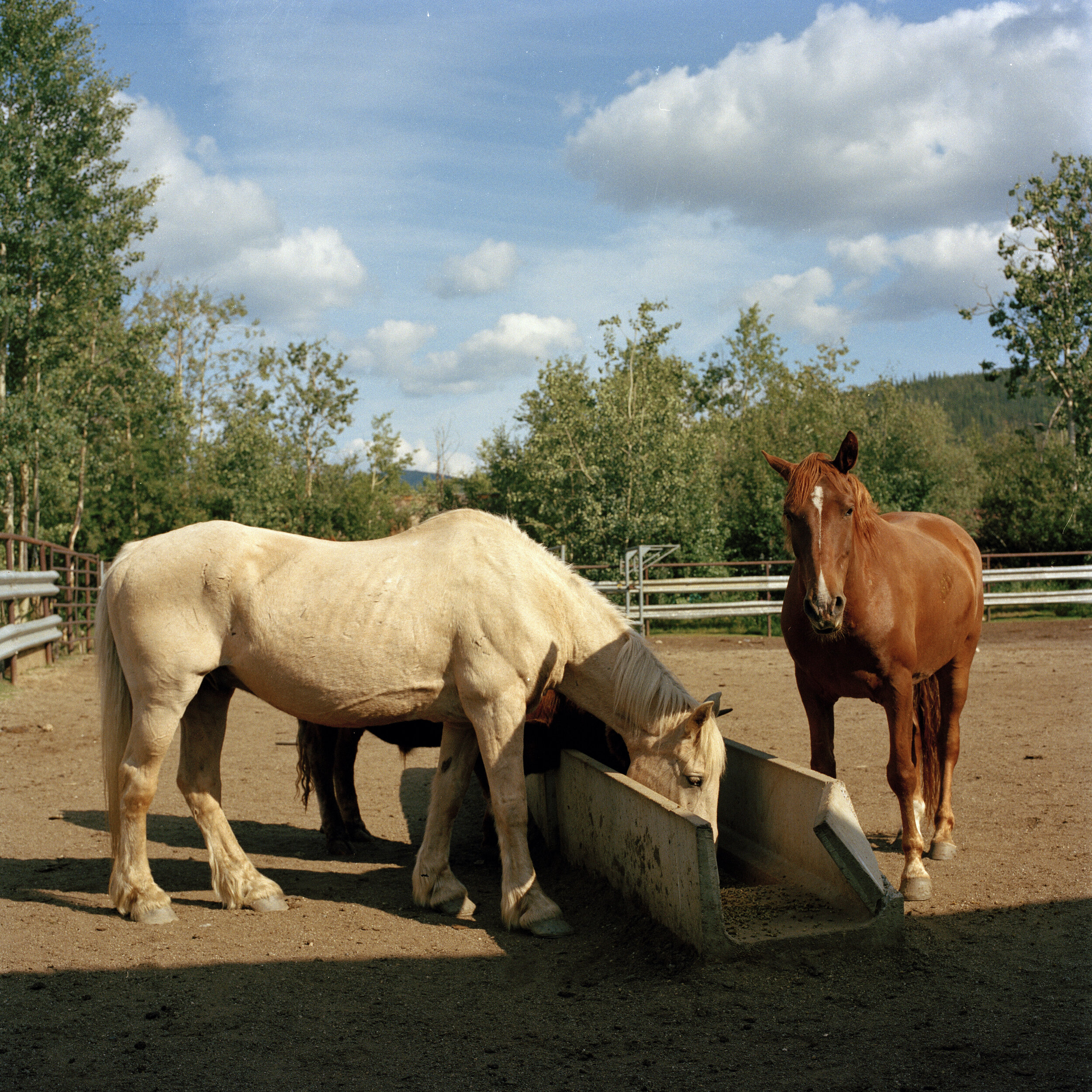 CHENA - HORSES.jpg
