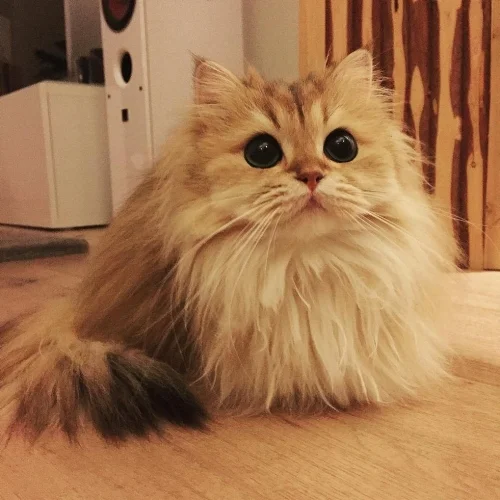 kittie.jpg