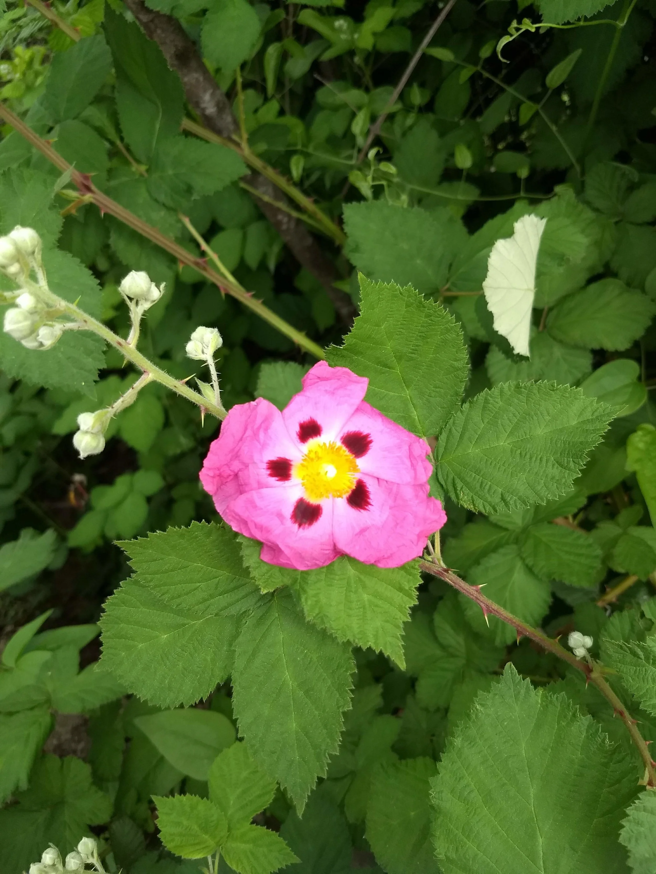 Penny's Garden Party