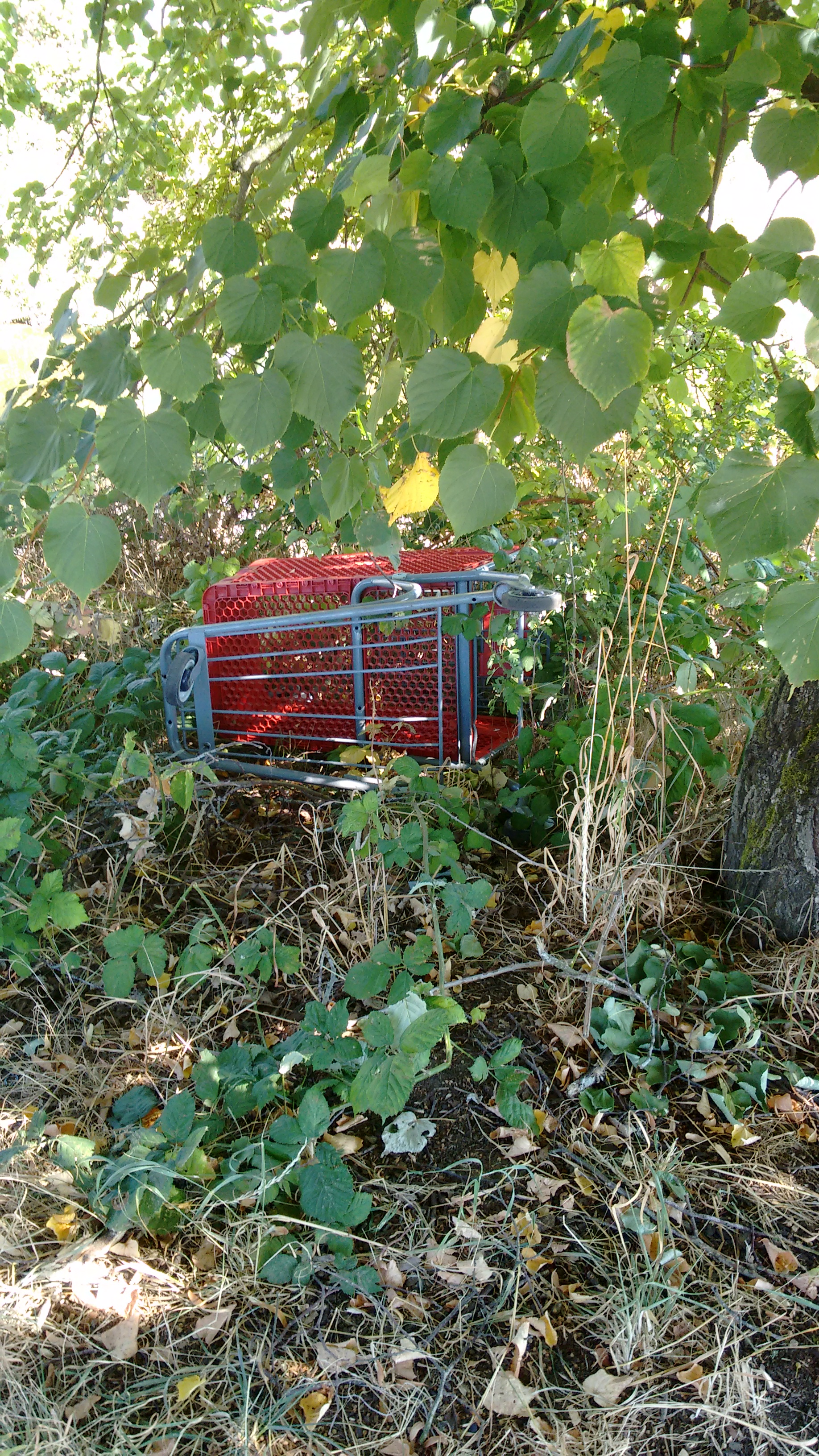 Bus stop on Flavel - N side.jpg