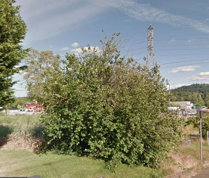 97th &amp; Glenwood - Blackberry Cleanup