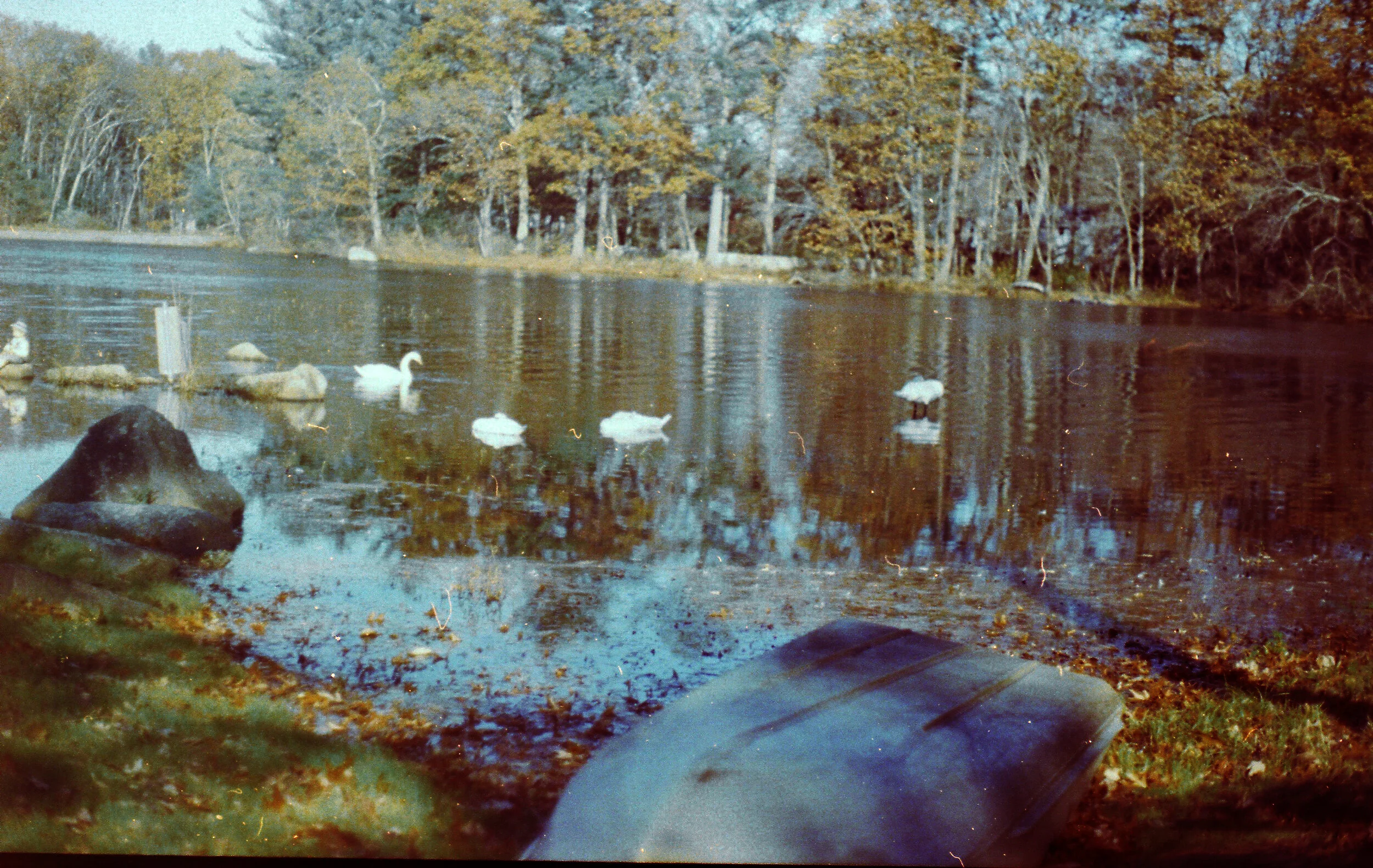 Swans.jpg