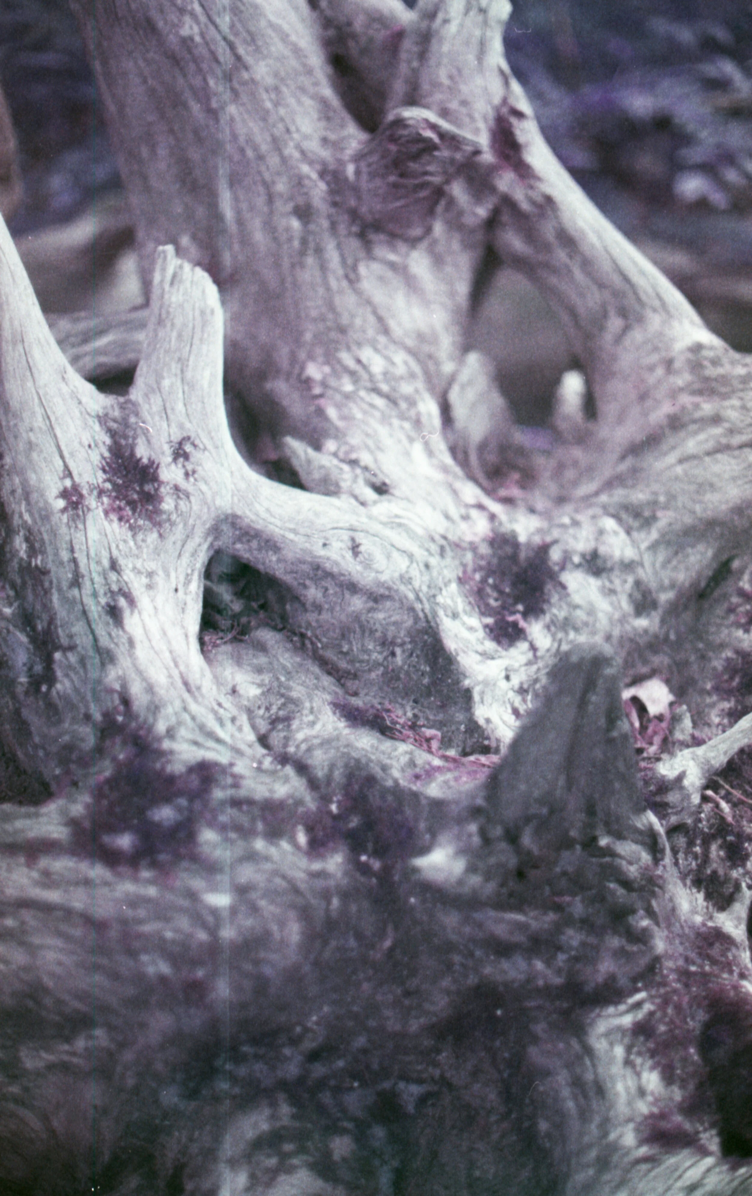 Wooden Web.jpg