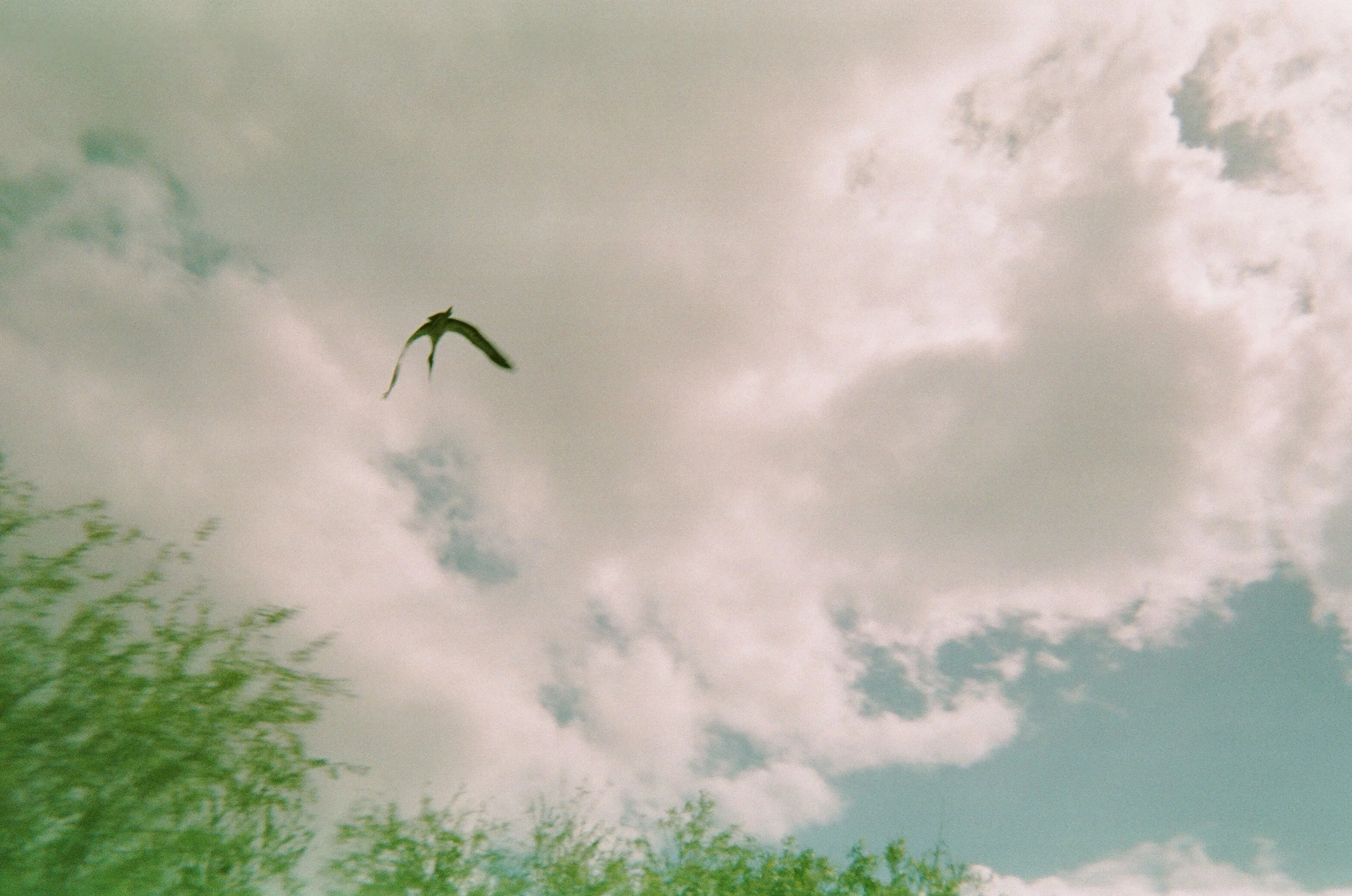 Soaring.jpg