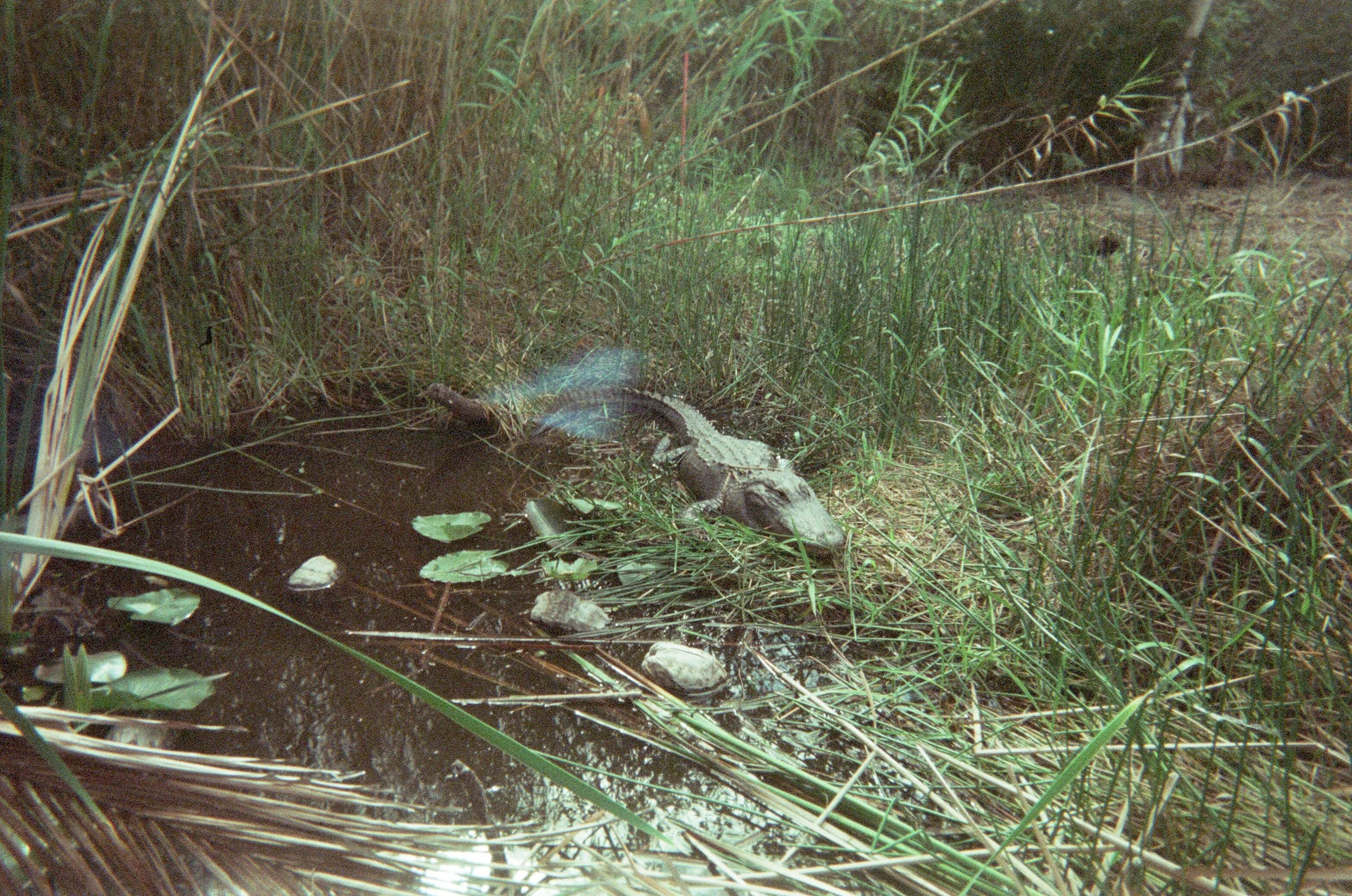 gator 3.jpg