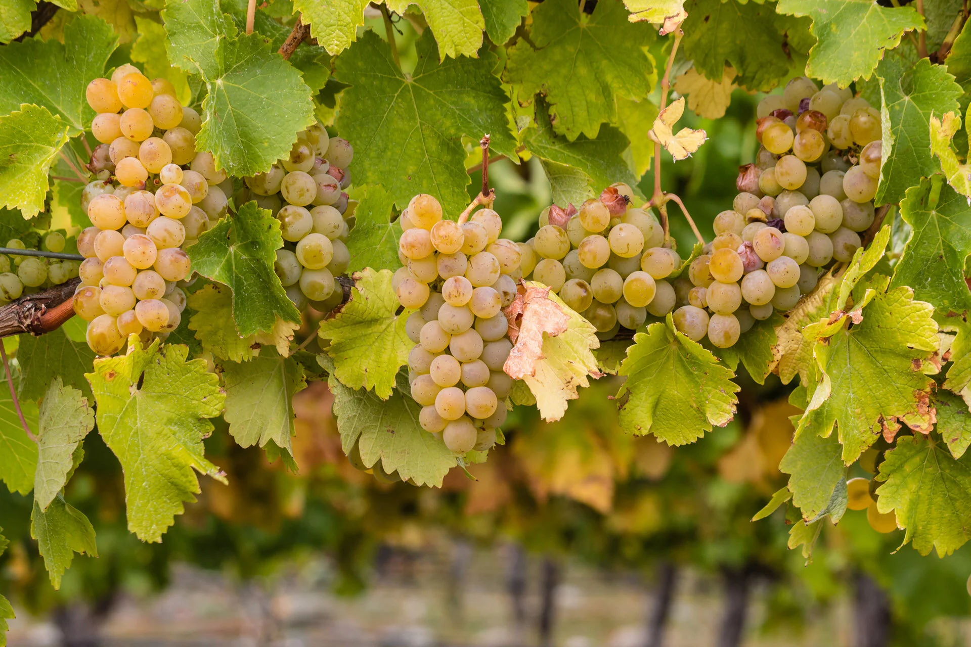 Episode 12-Chardonnay