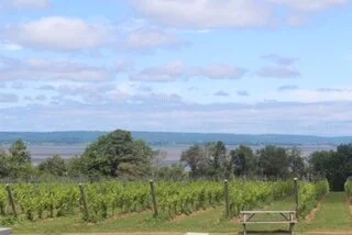 Episode 31-Cabernet Franc