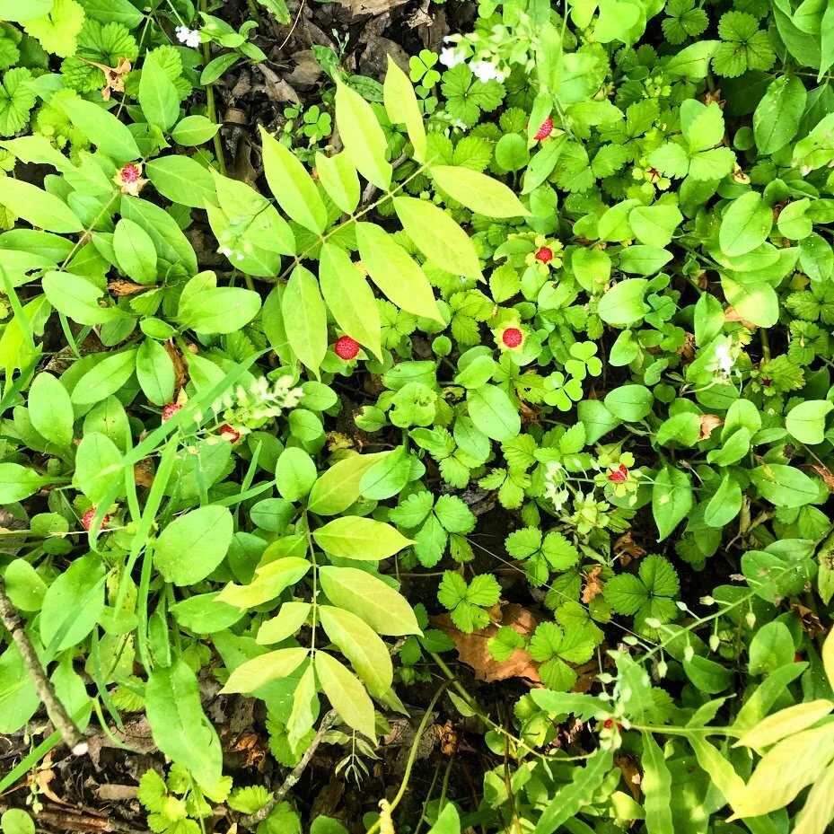 Monday, June 8, 2020