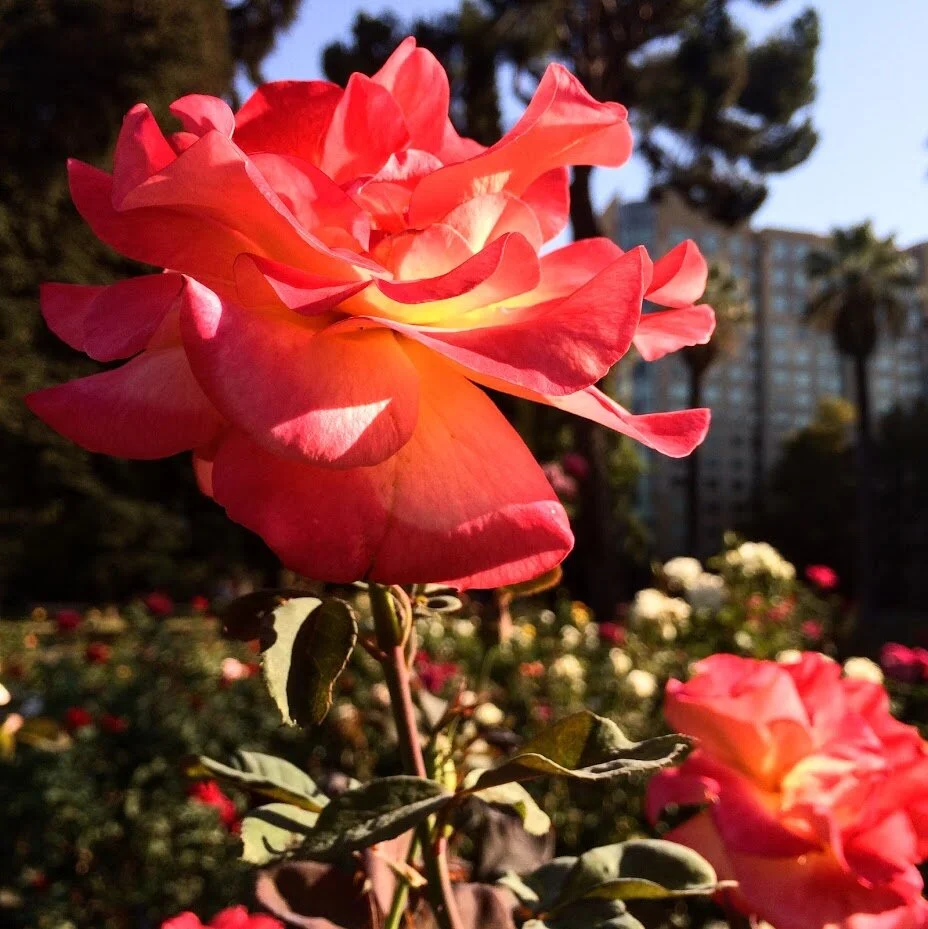 Monday, June 22, 2020