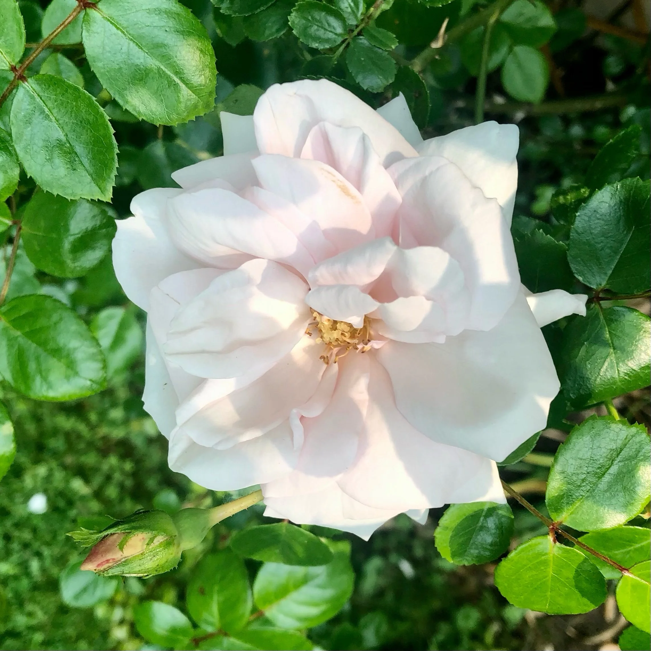 Wednesday, May 24, 2023