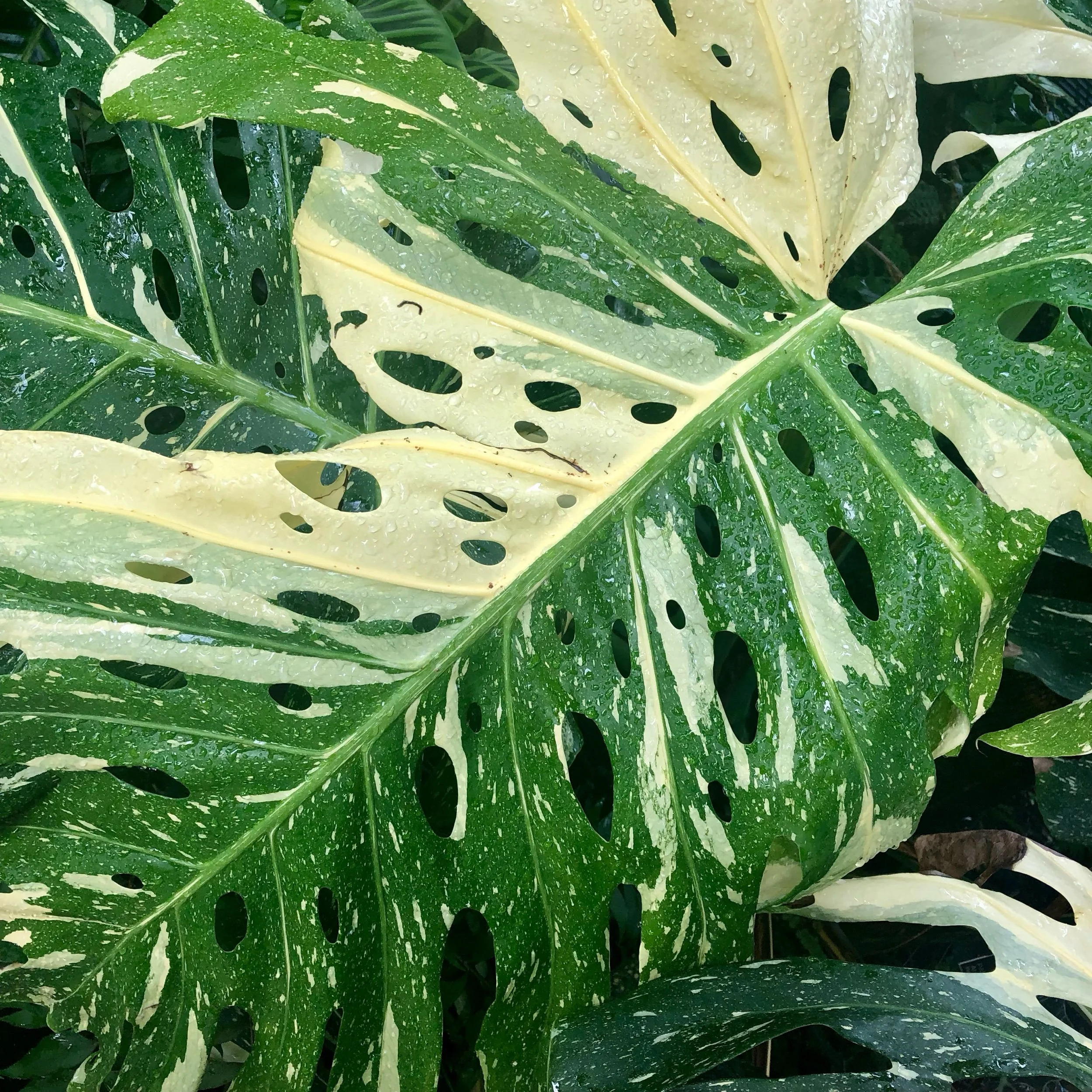 Monday, September 11, 2023