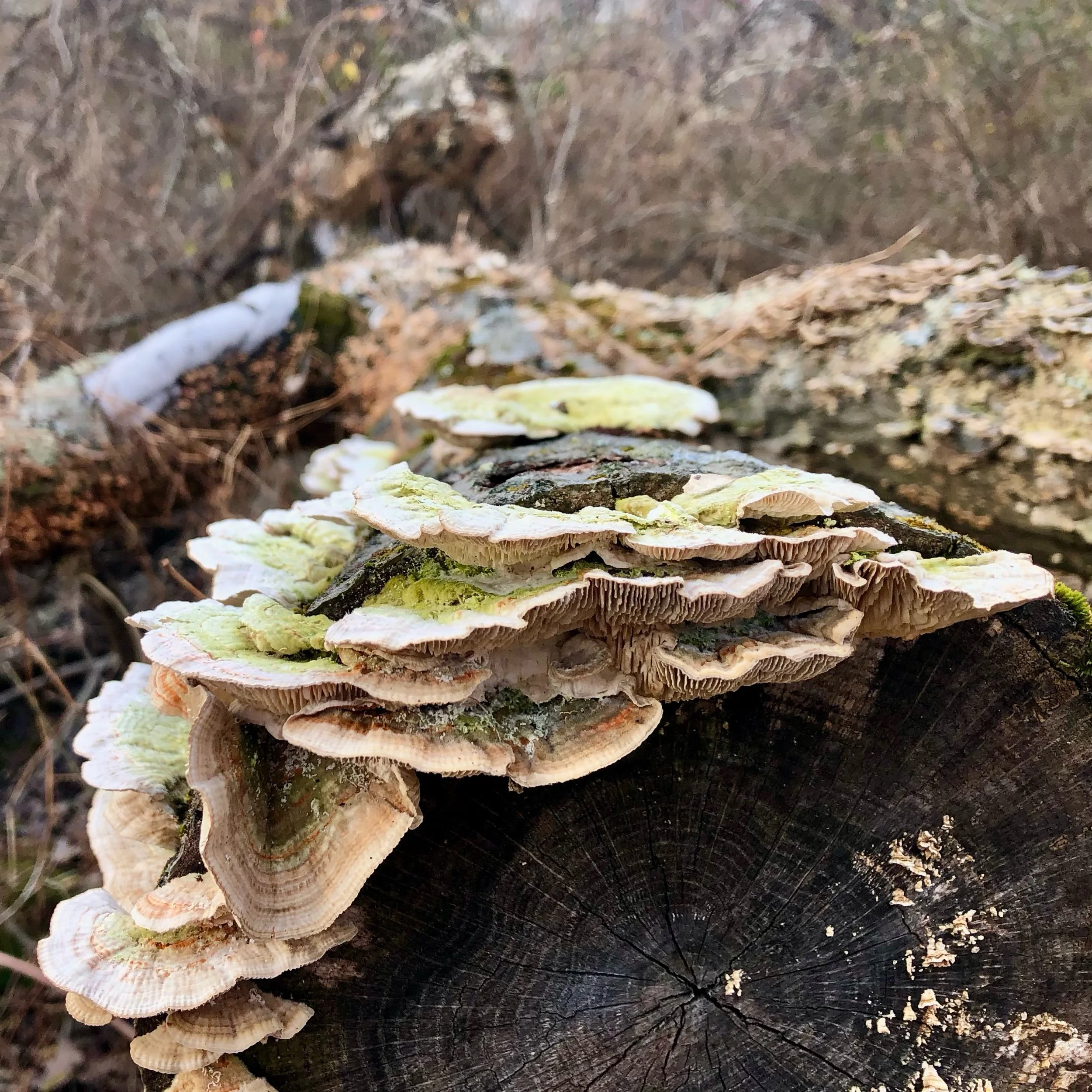 Monday, January 29, 2024