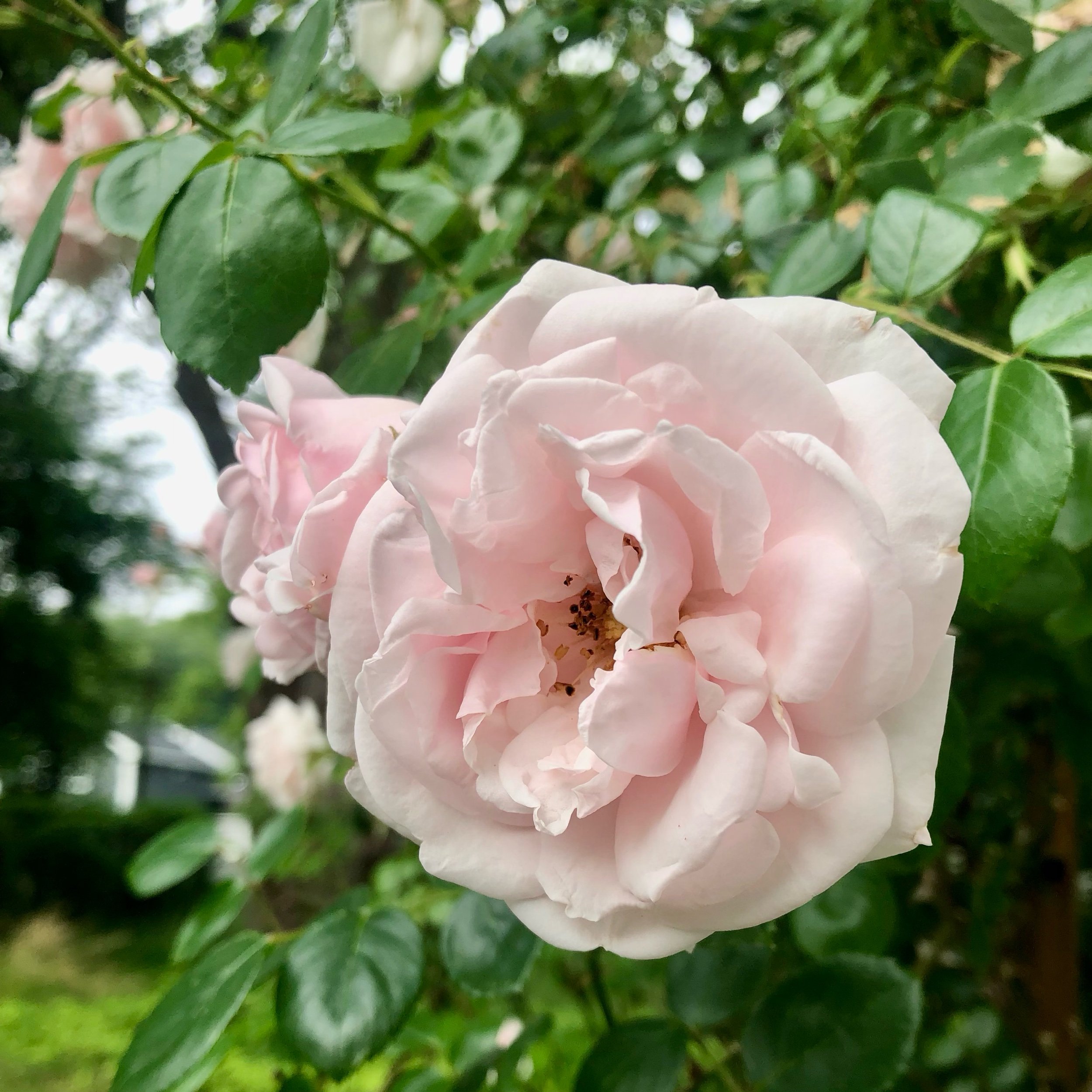 Monday, June 10, 2024