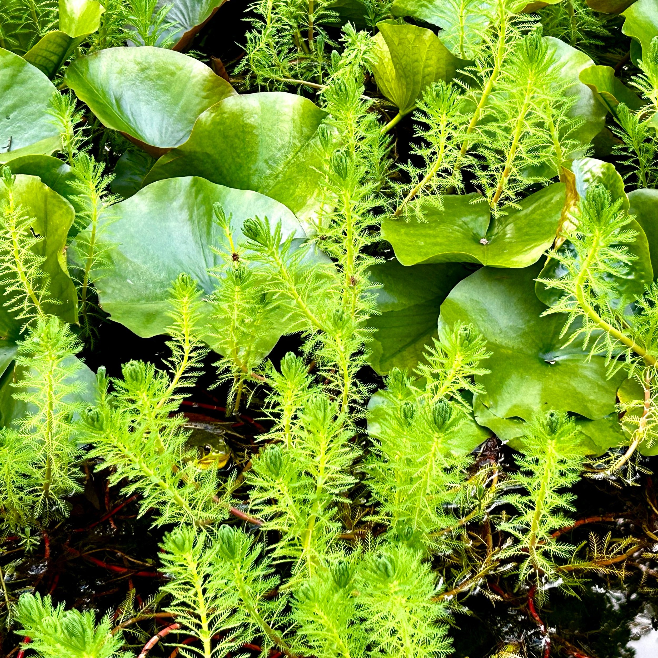 Monday, August 12, 2024