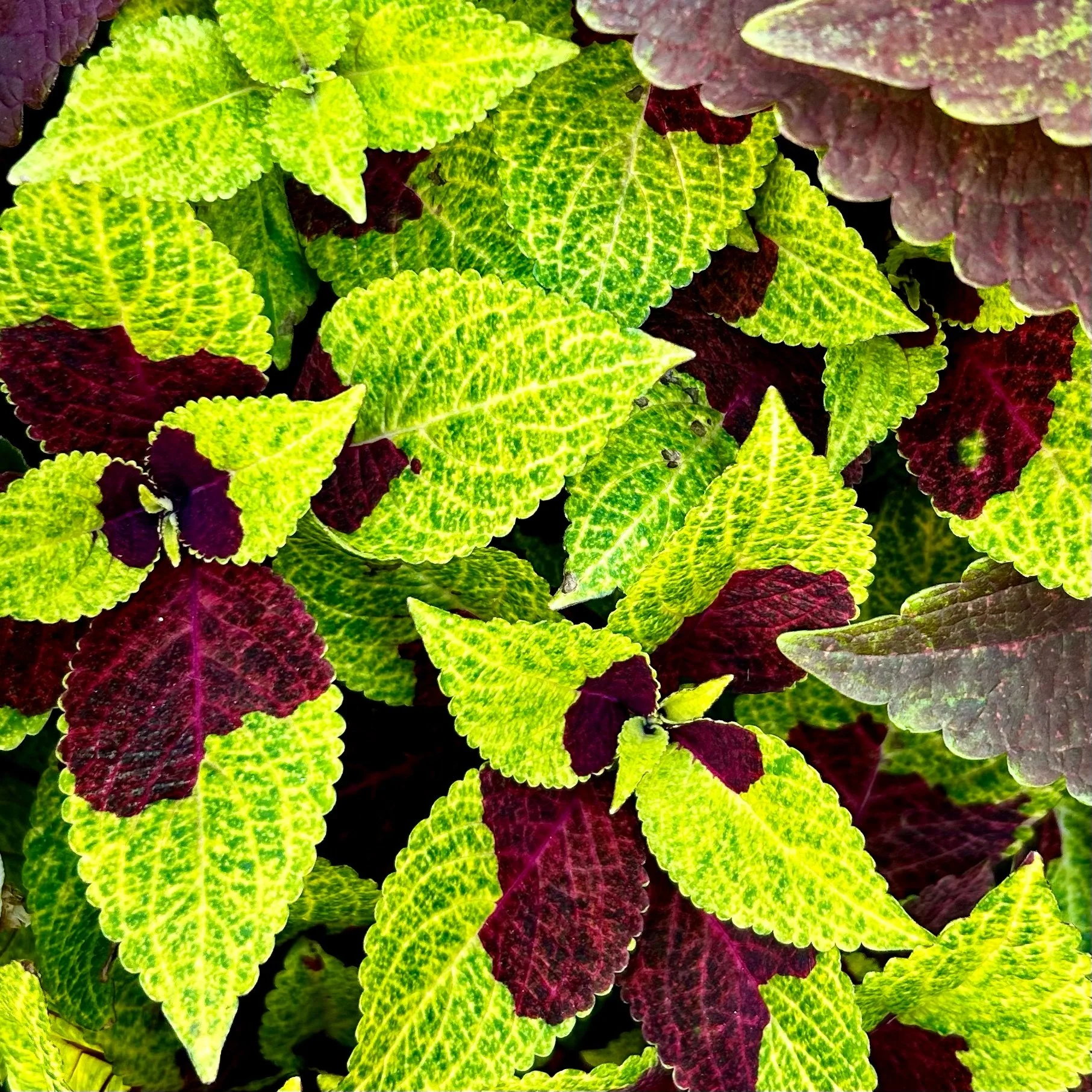 Monday, August 26, 2024