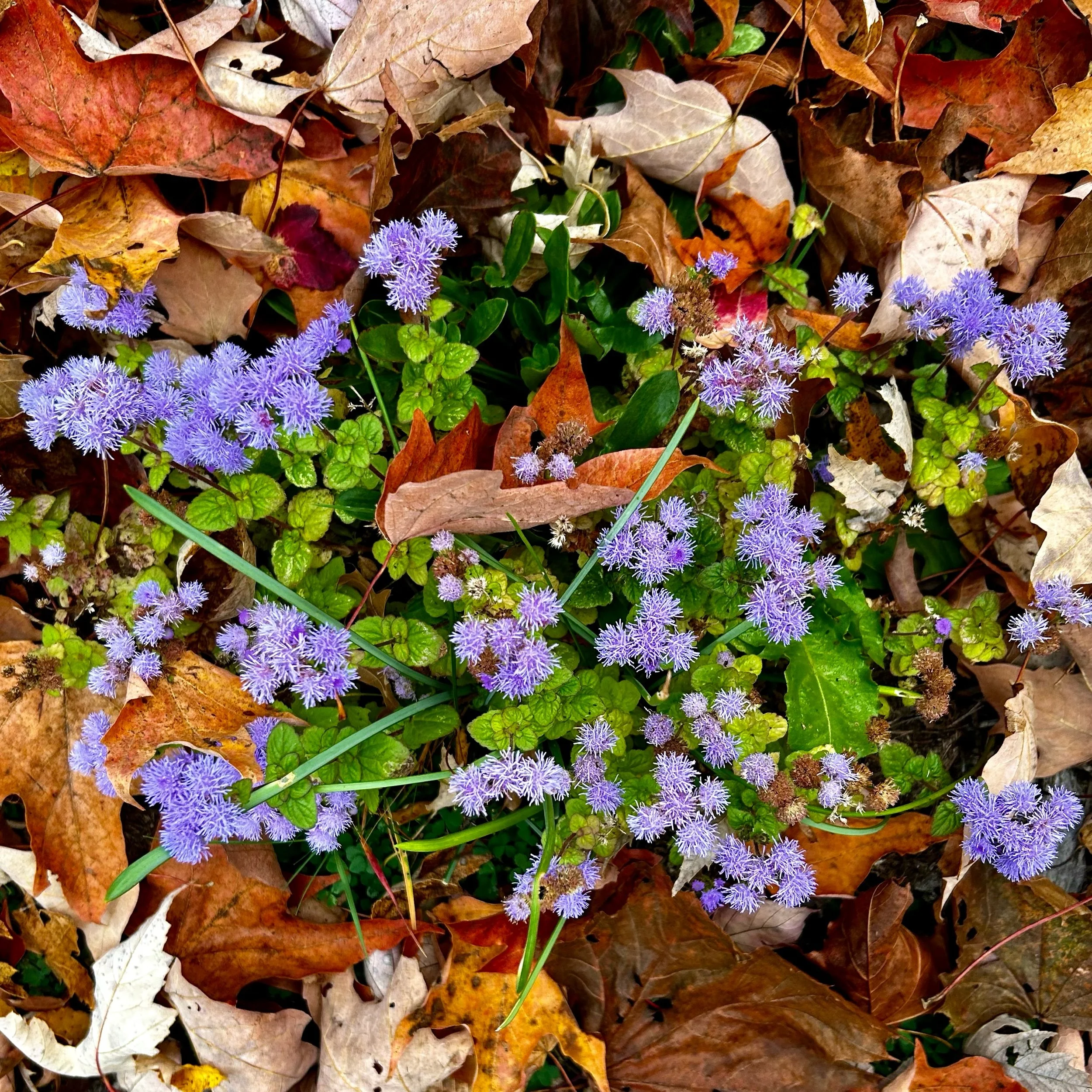 Monday, October 21, 2024