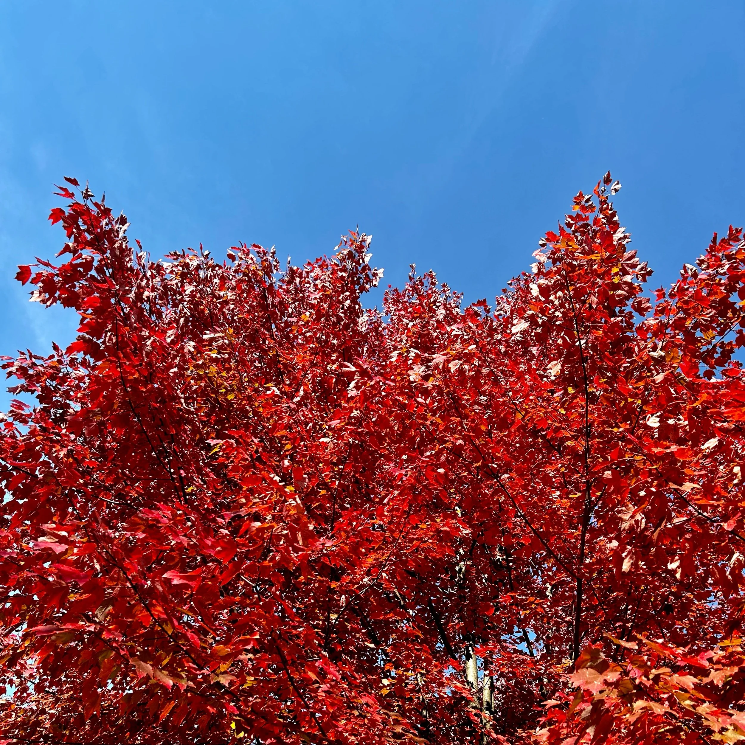 Monday, November 4, 2024