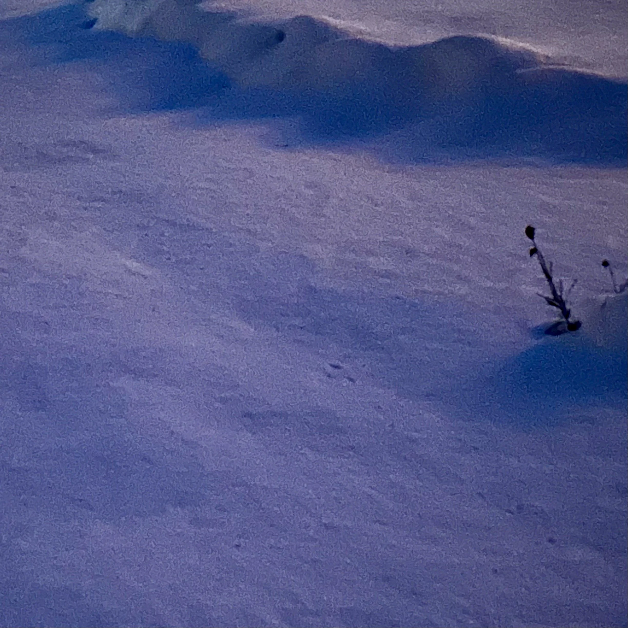 Monday, January 20, 2025