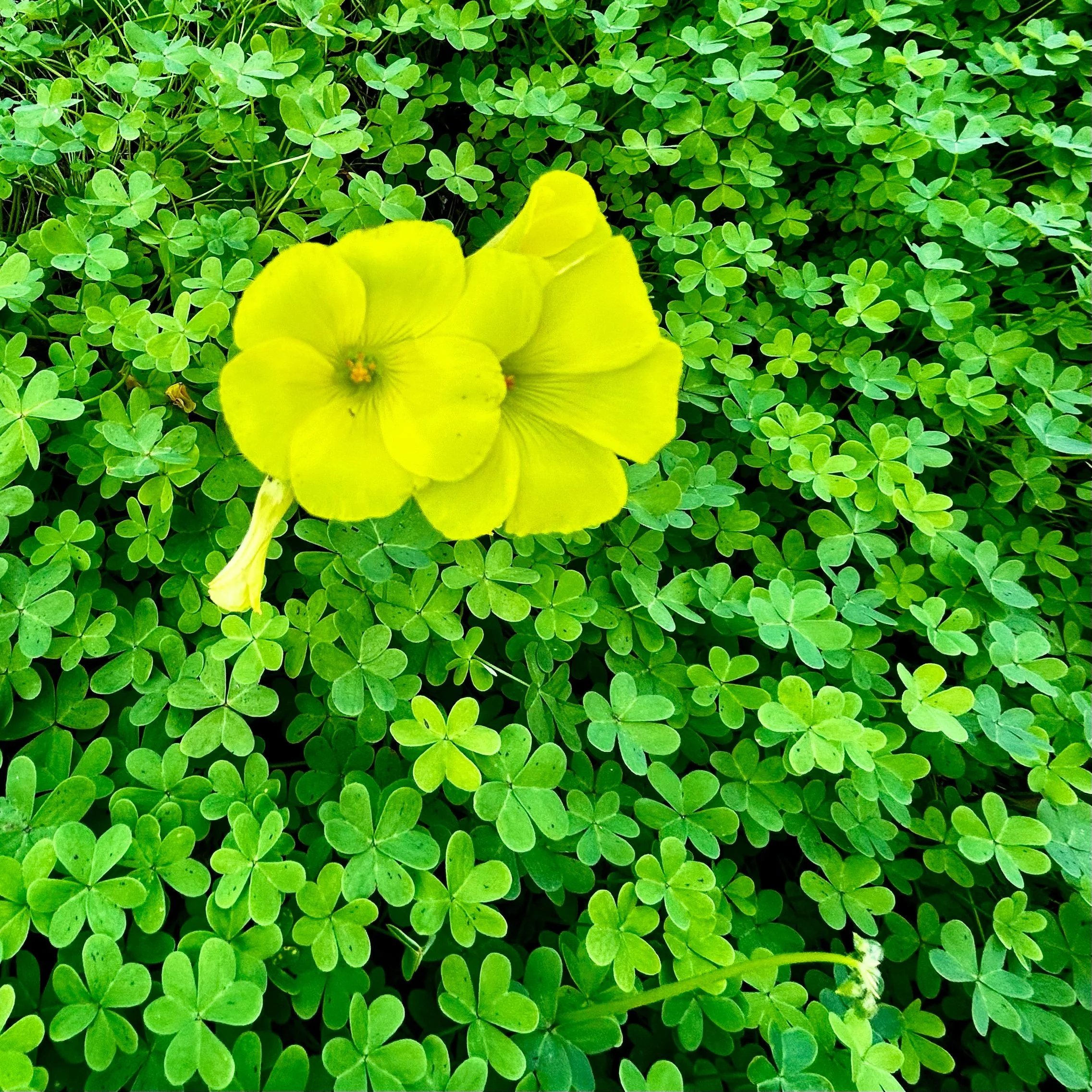 Monday, March 17, 2025