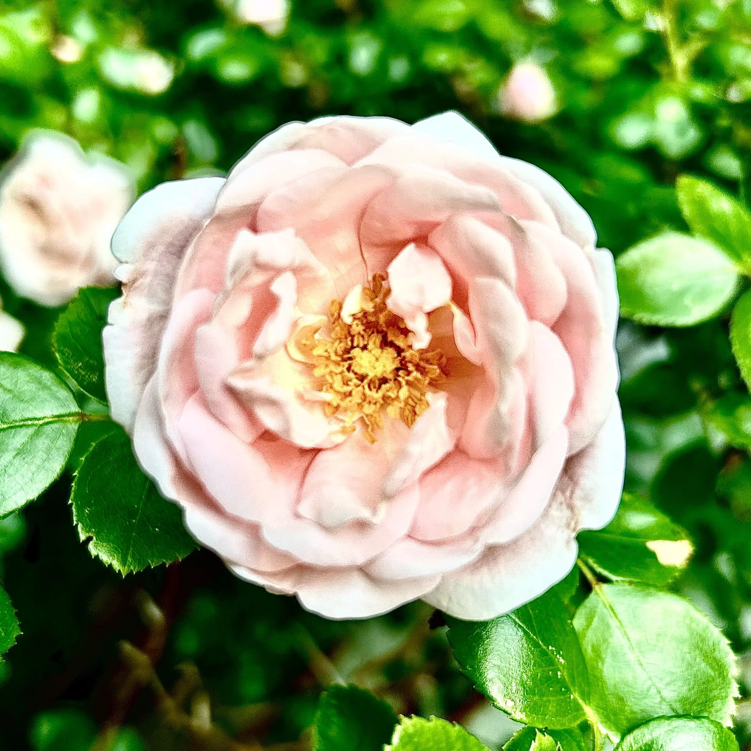 Monday, June 2, 2025