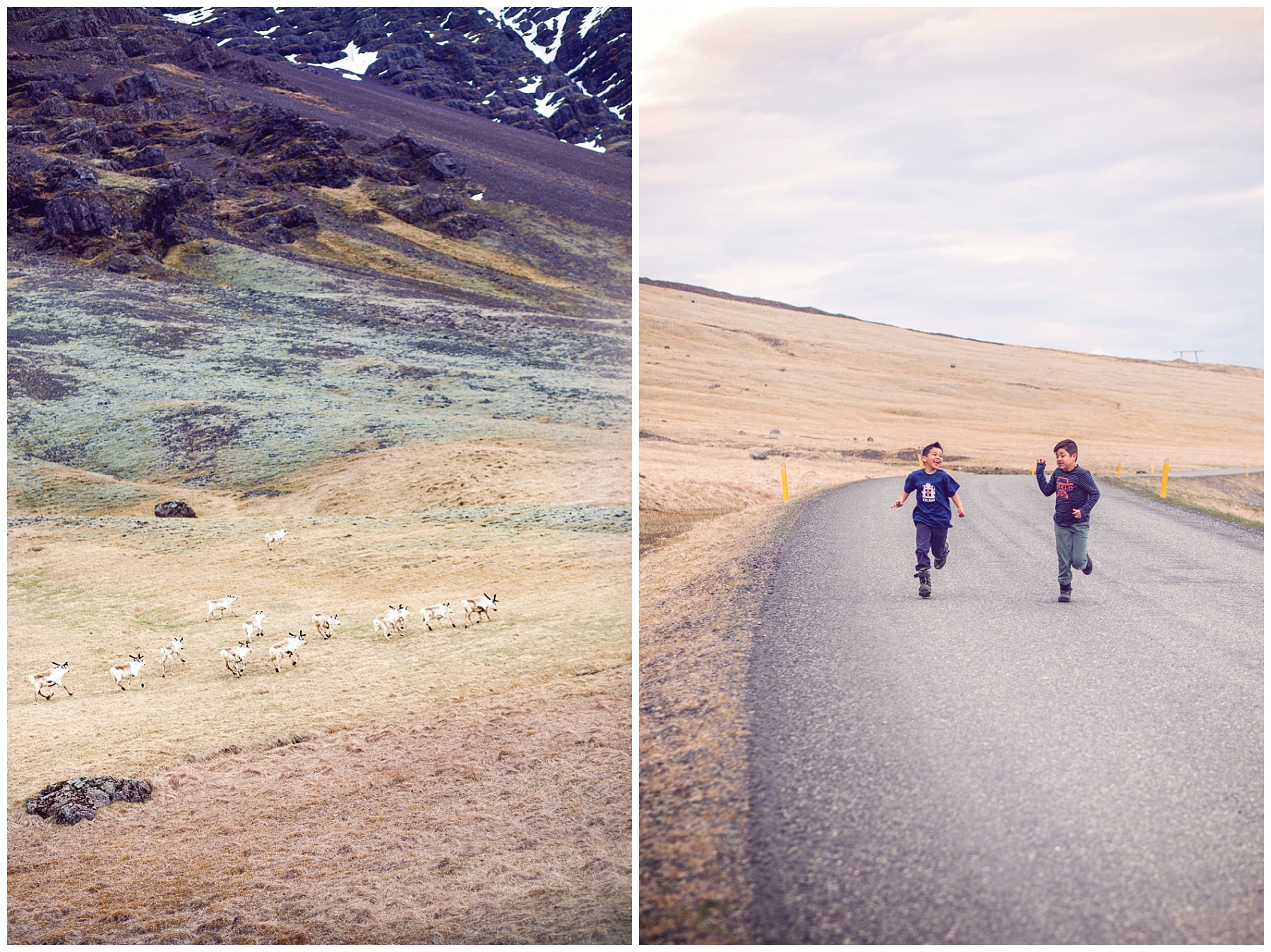 Running with wild reindeer in Iceland might just make you glad to be alive.