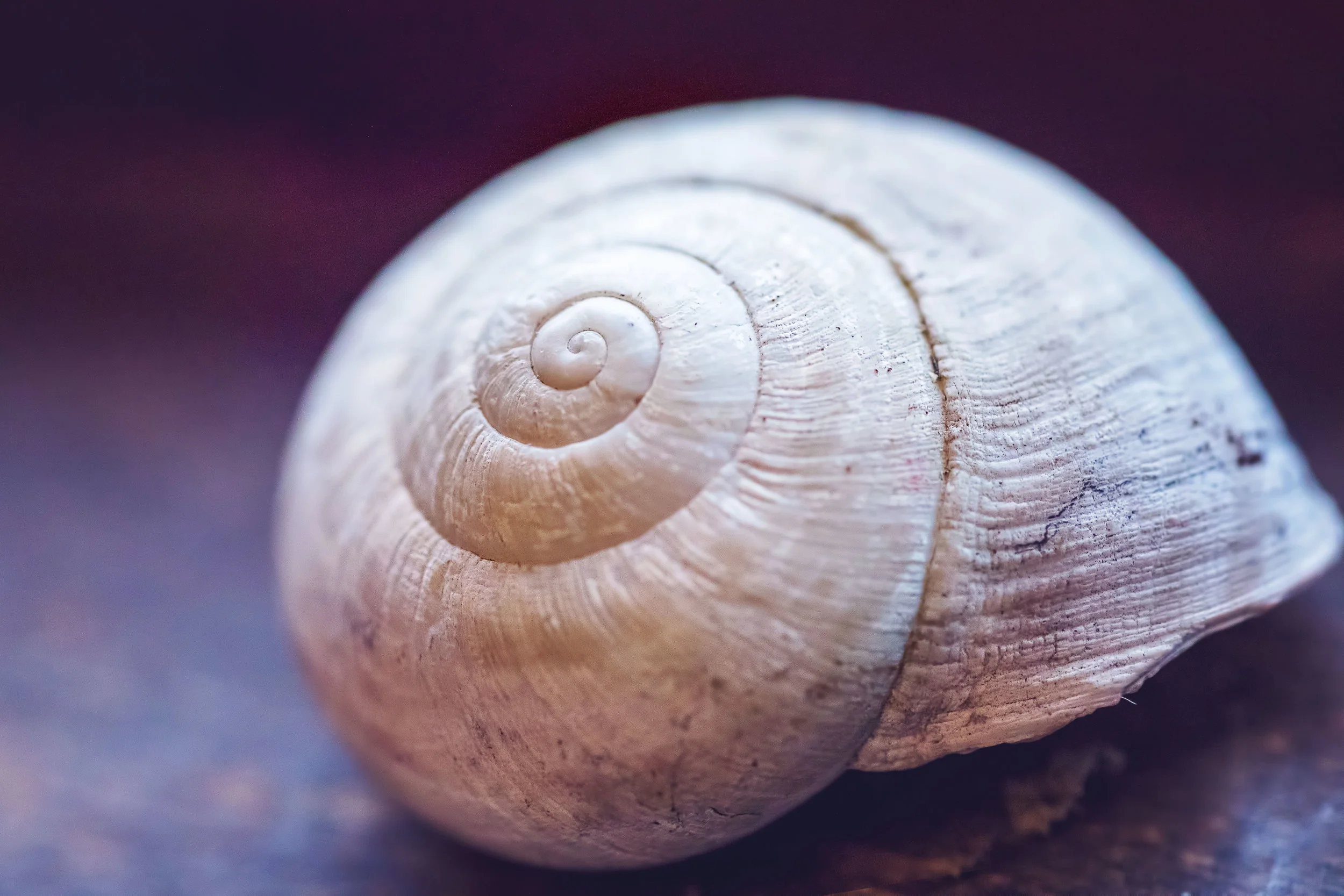 The Garnet and the Snail, or The Spirit of Place