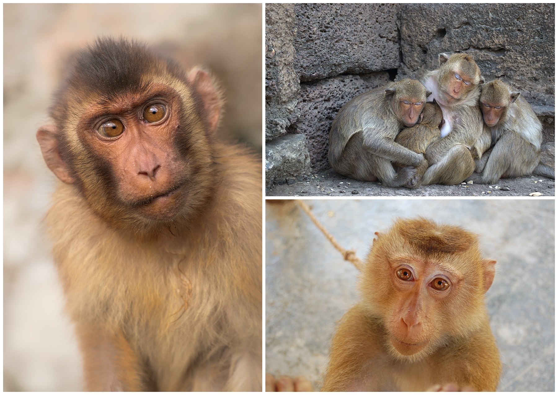 Pixabay images of macaques from Asia and India.  