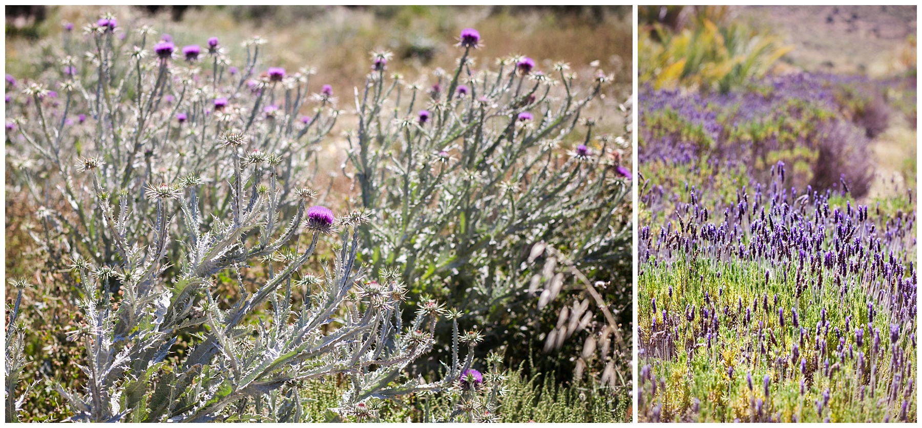 Thistles and lavender grew rampant around the estate. 