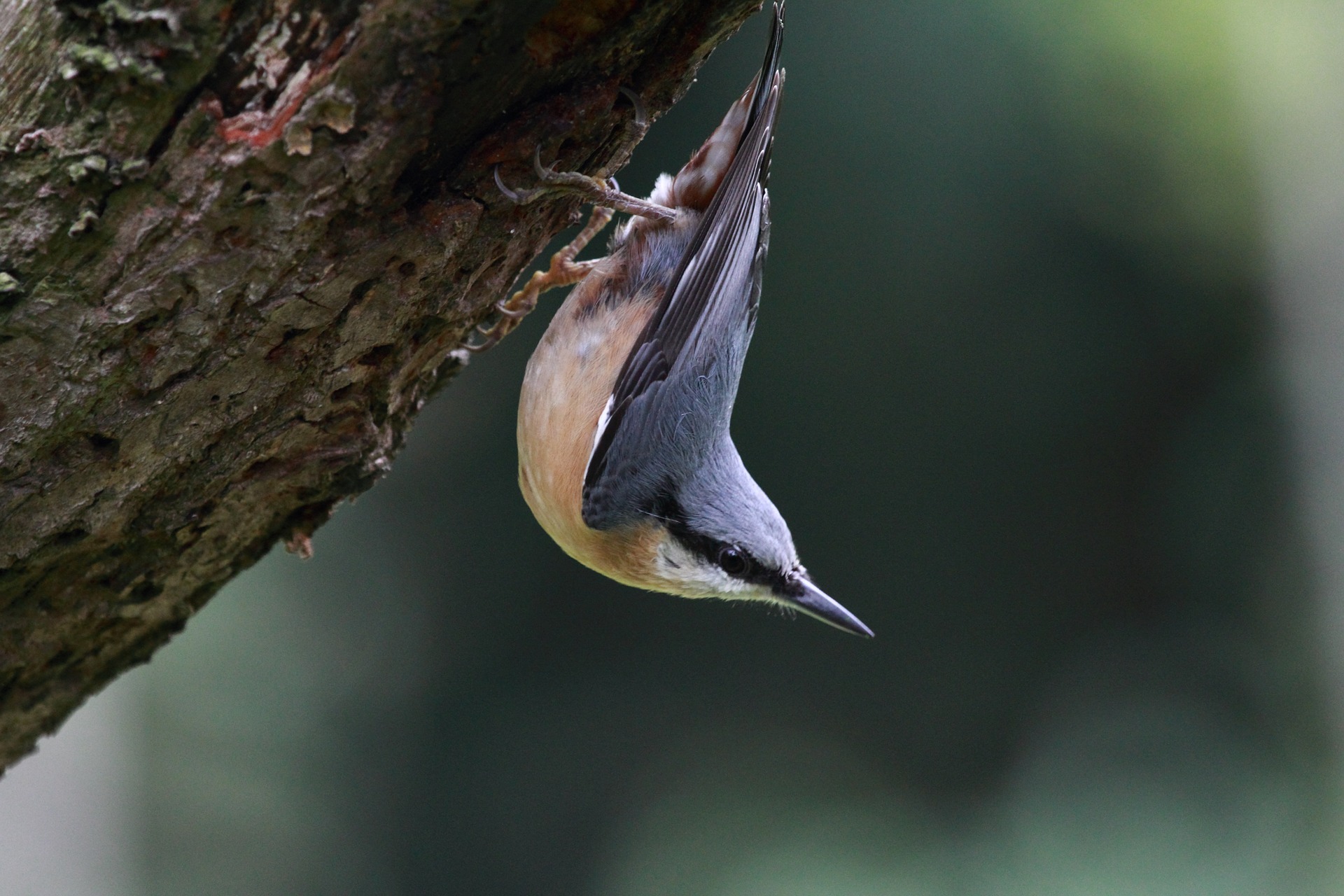 A Nuthatch...seeing things "reversely"? (Pixabay)