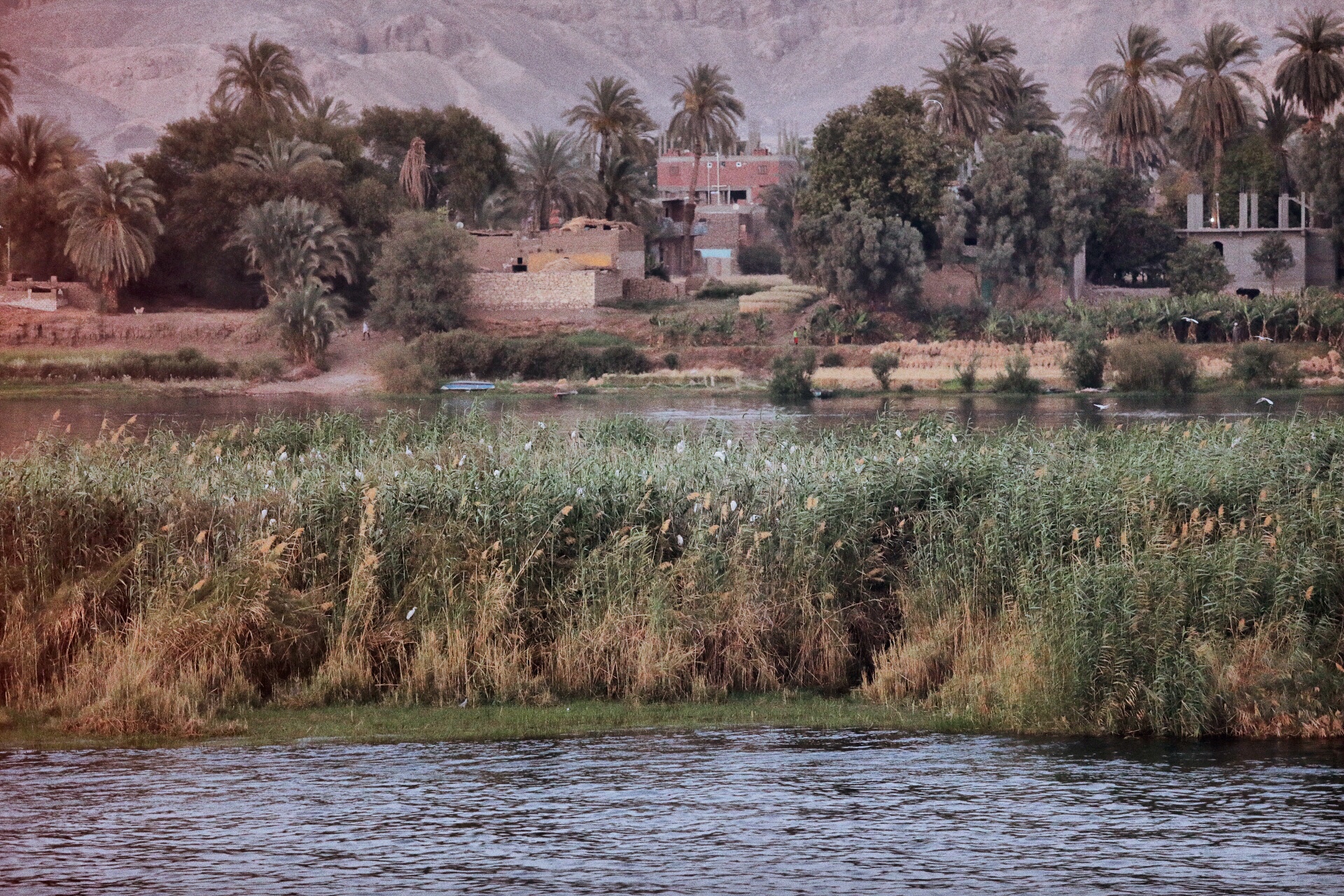 Bulrushes and water birds seem to bely that we are in the middle of a desert. The river is an oasis.