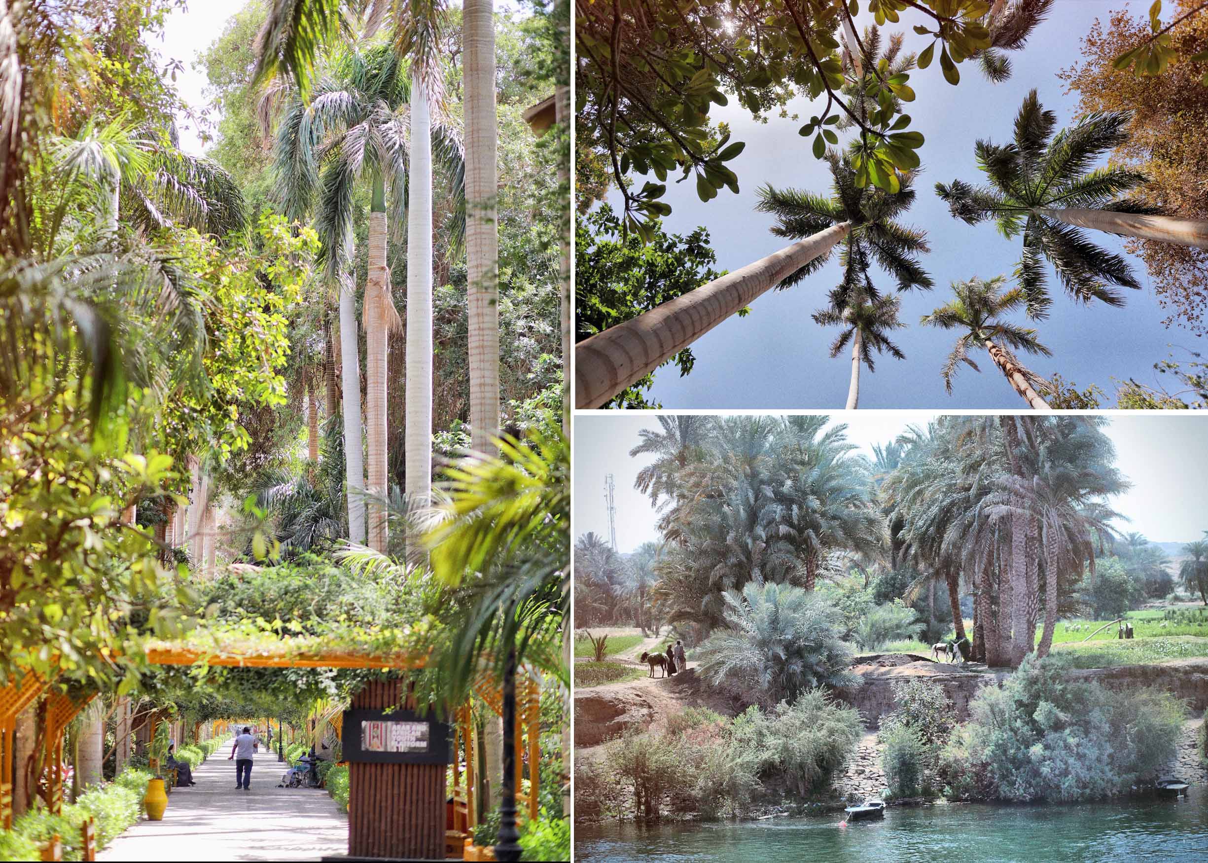 Inside the green zone is lush, abundant life fed by the waters of the Nile
