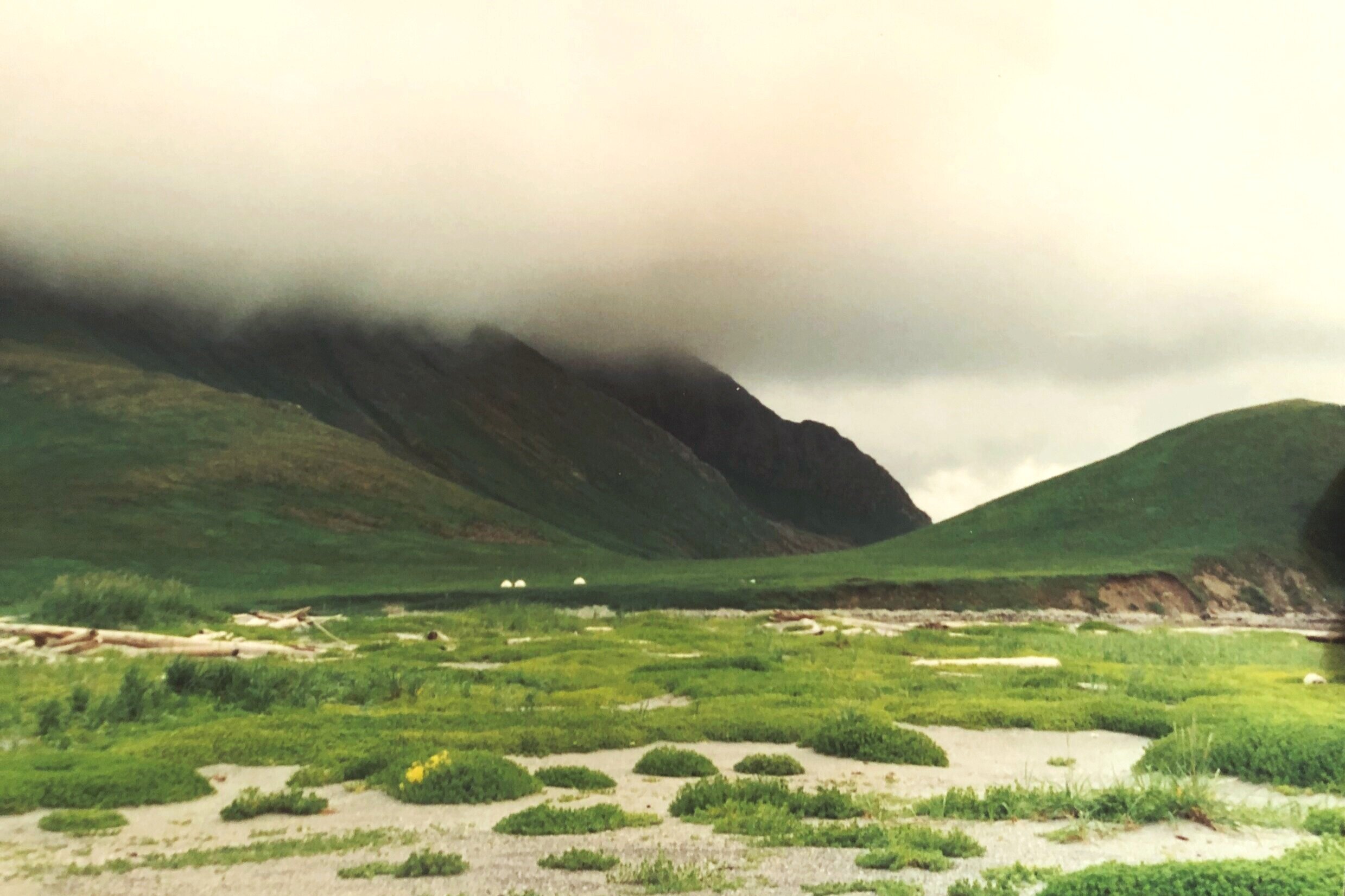 The softly mounded landscape of Chernabura Island, AK, summer 1993. 