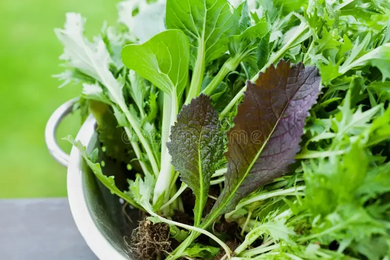 new-crop-fresh-organic-mix-salad-leaves-mizuna-lettuce-pakchoi-tatsoi-kale-spinach-leaf-mustard-55379281.jpg.webp