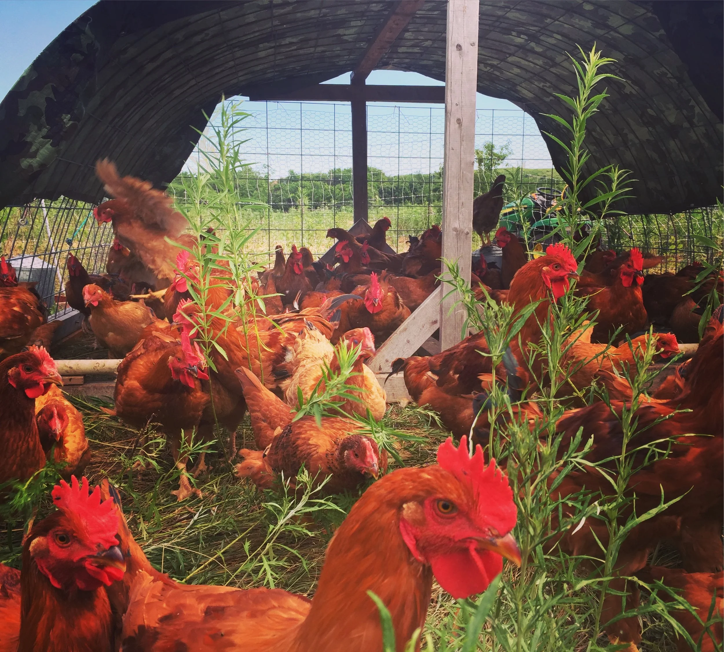   Pastured Poultry  