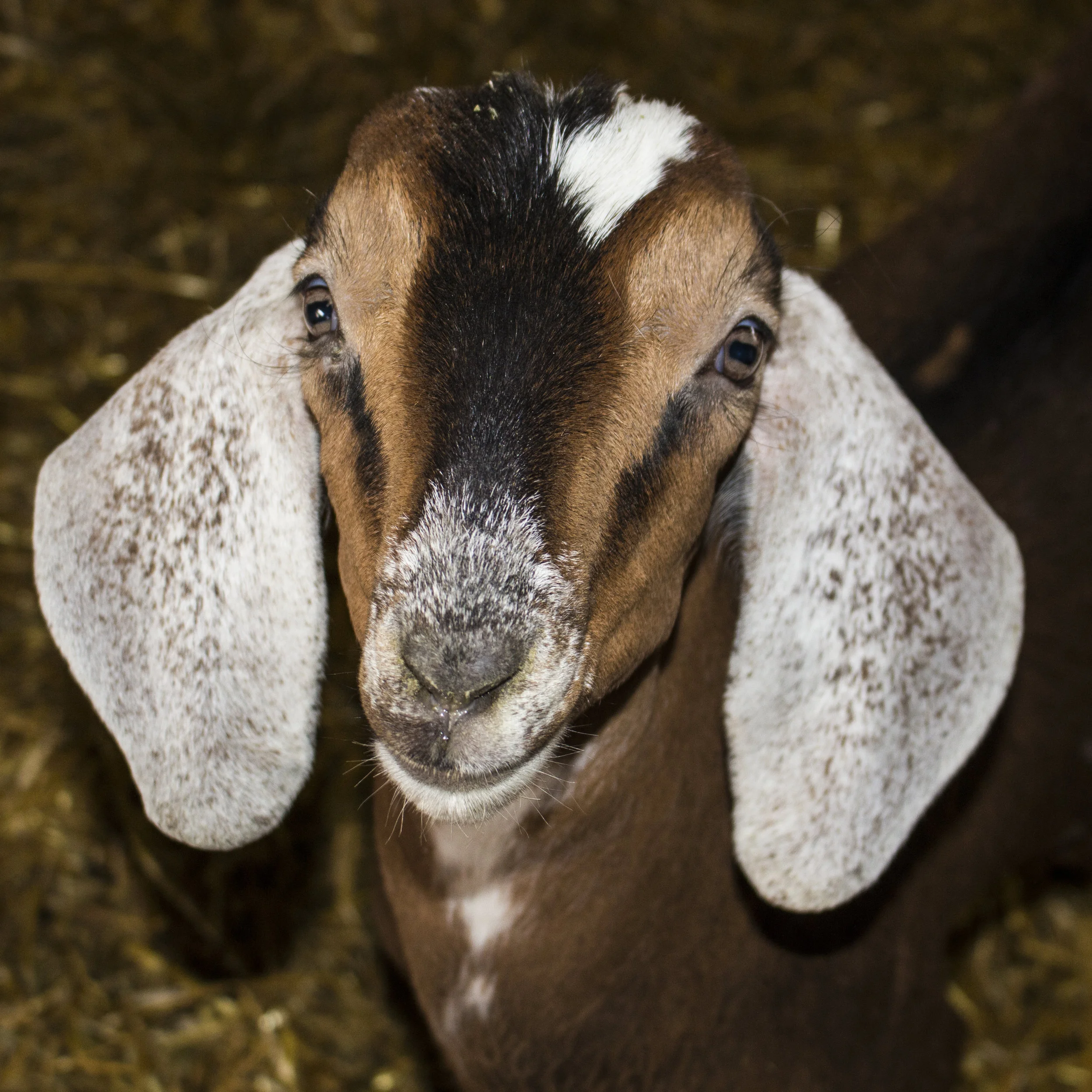 Pretty brown goat.jpg