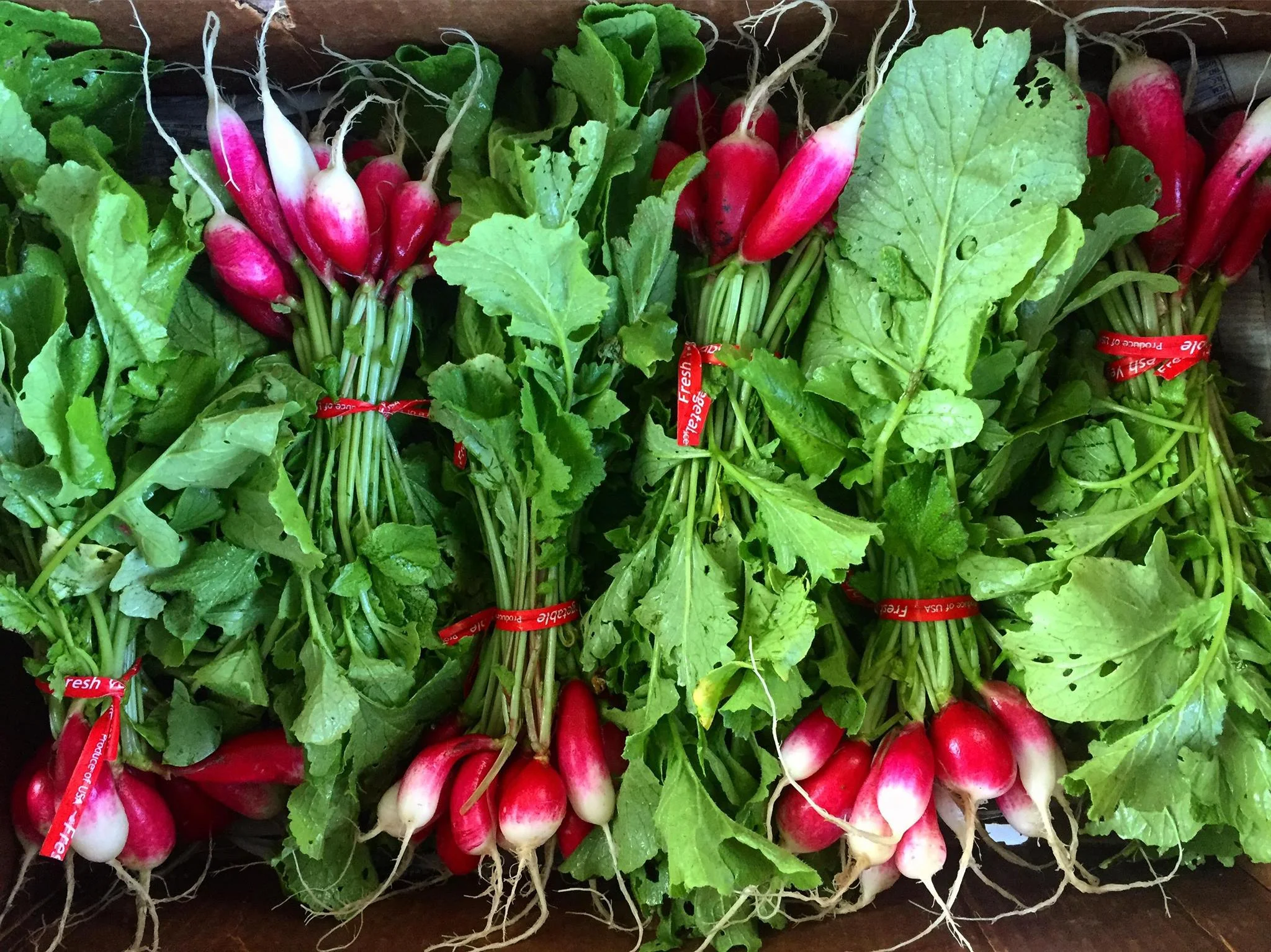 Sexy Radish.jpg