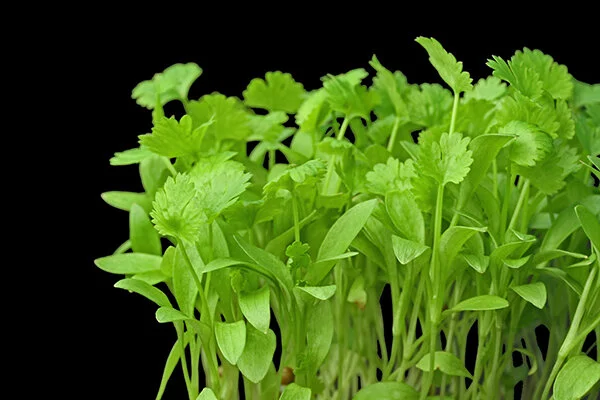 Micro-Cilantro pic.jpg