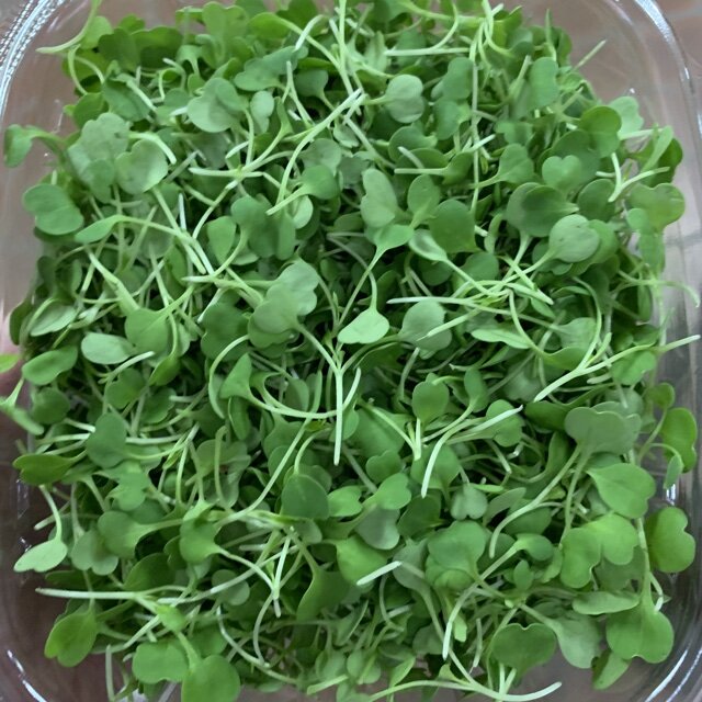 micro arugula image.jpg