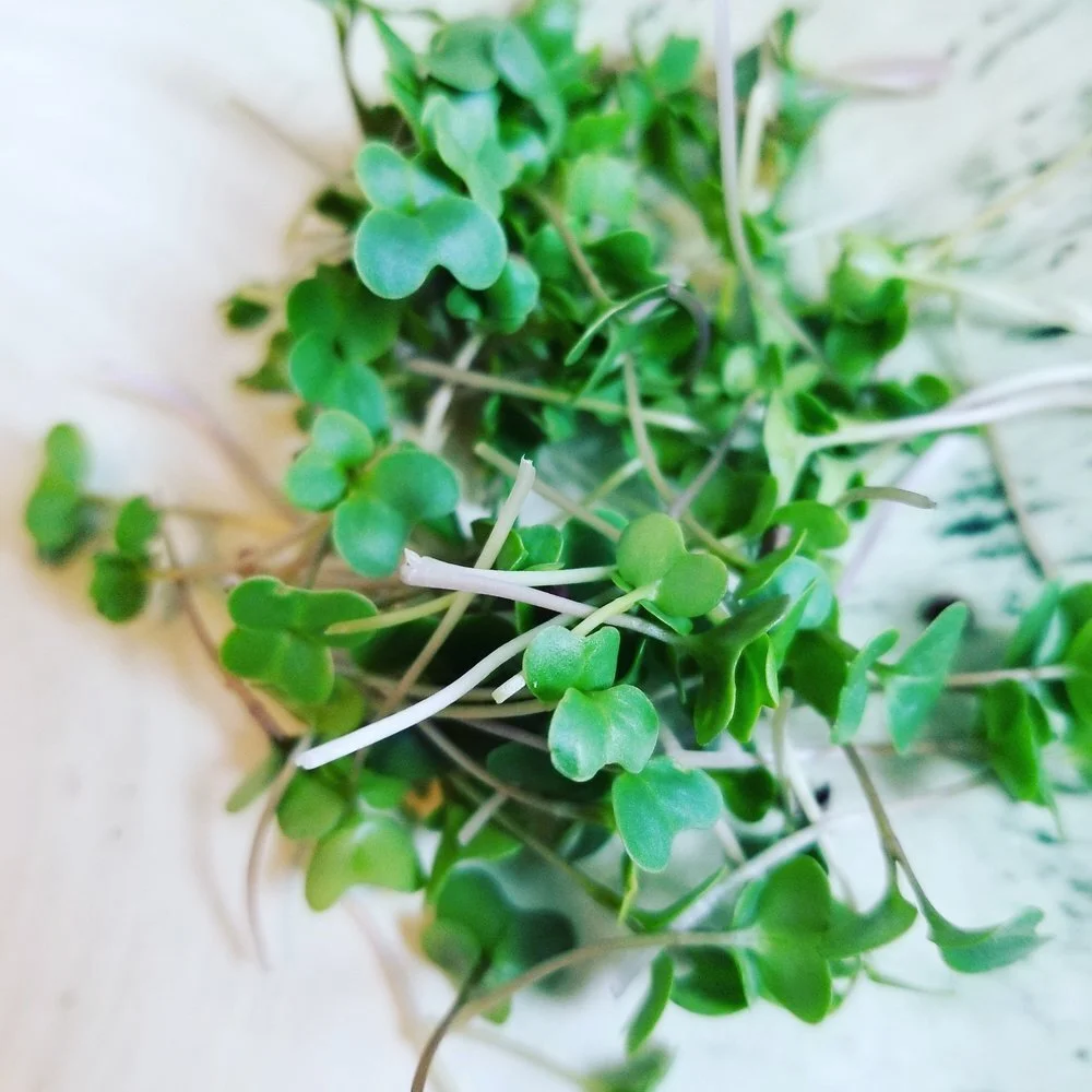 Micro+Broccoli+Chicago+Microgreens.jpeg