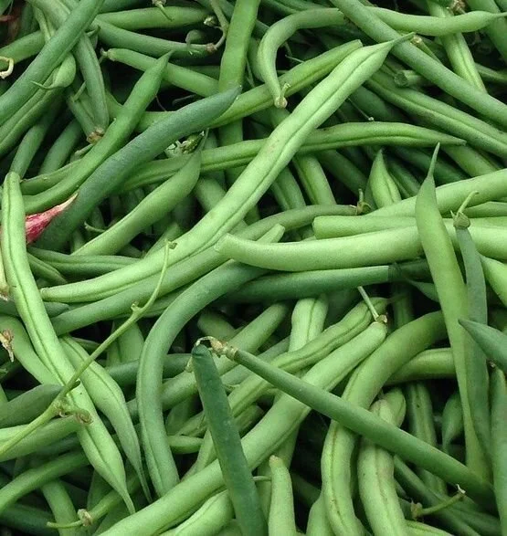 green beans.jpg