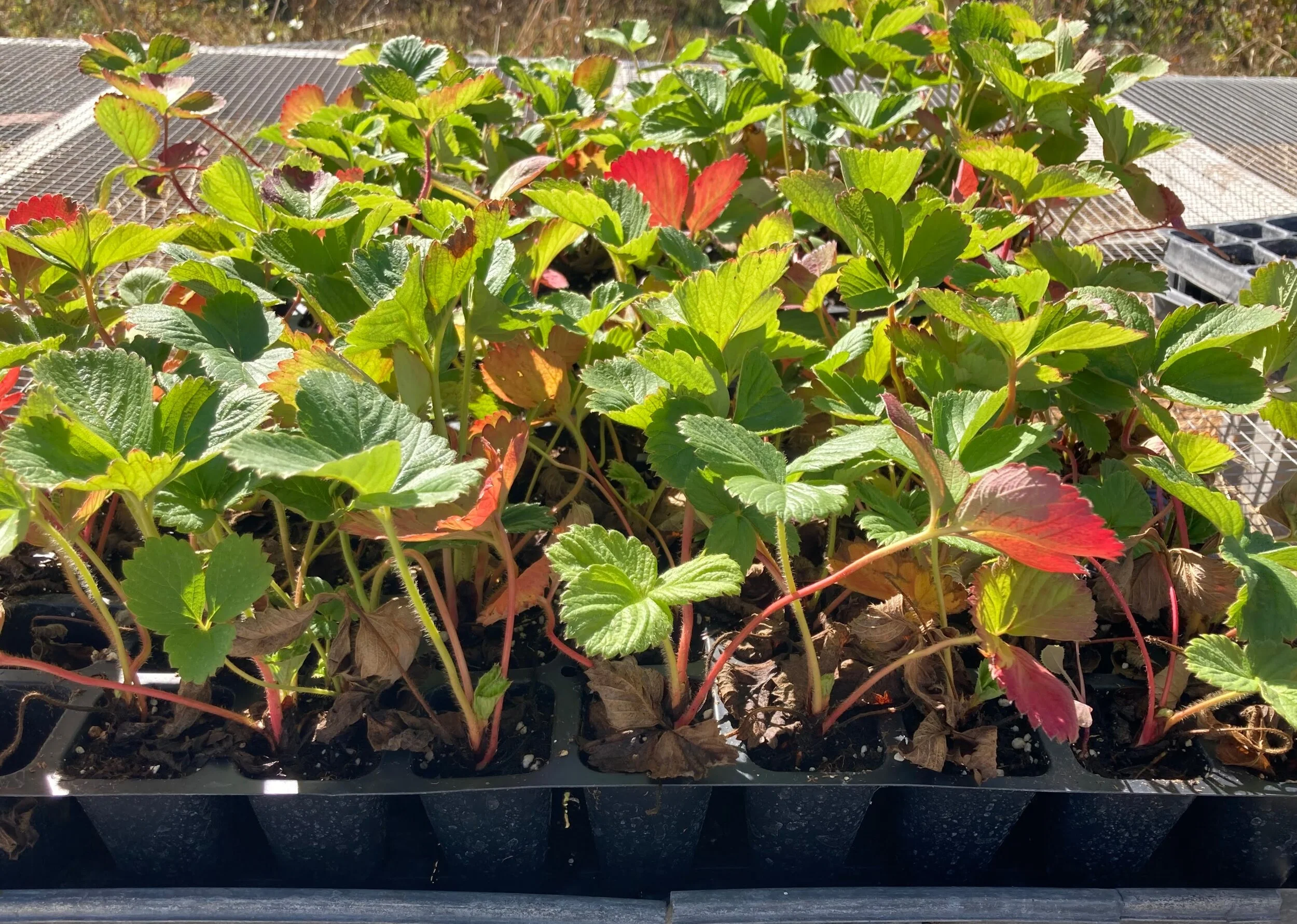Strawberry plants.jpg