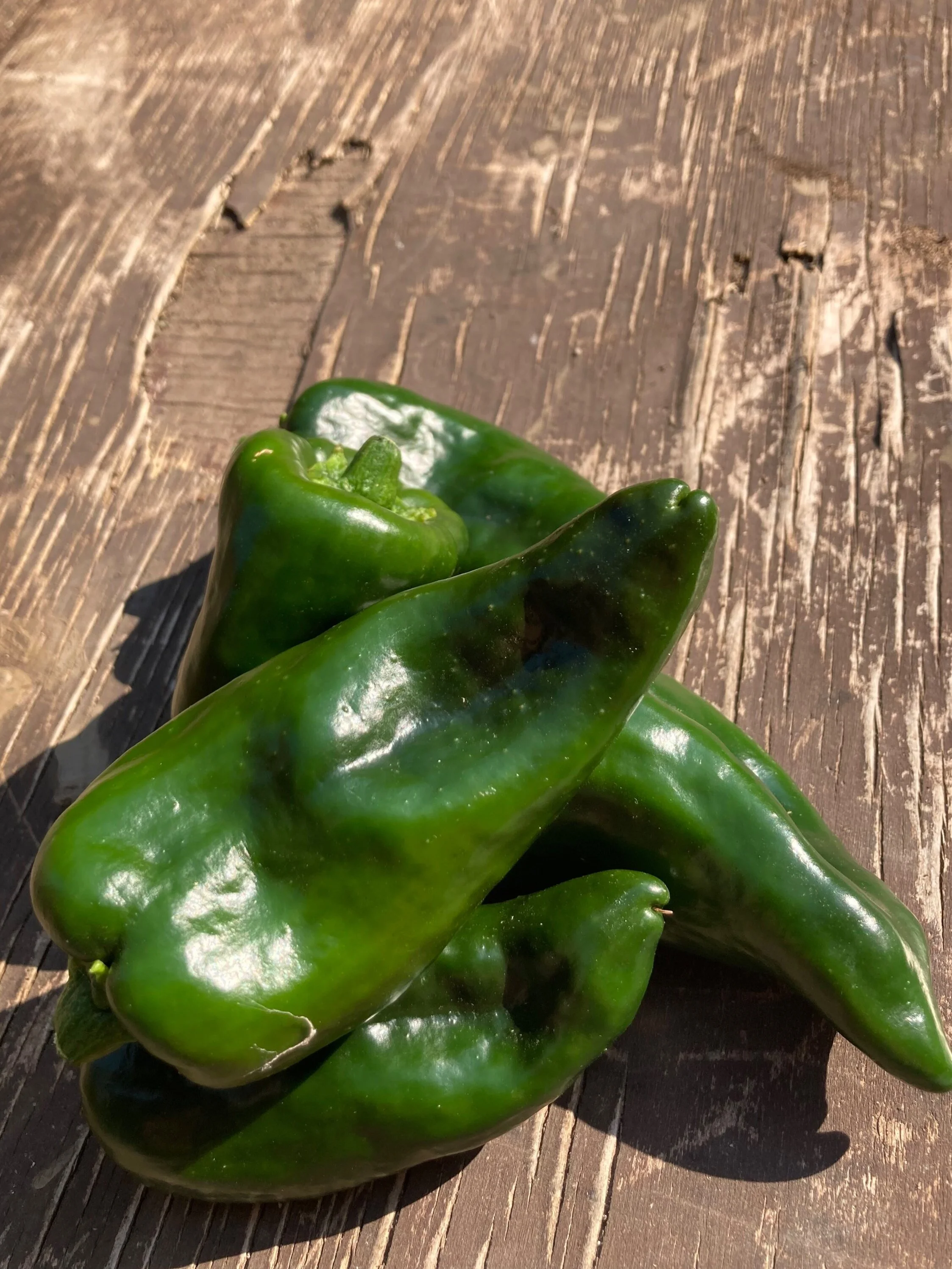 Poblano+babies.jpg