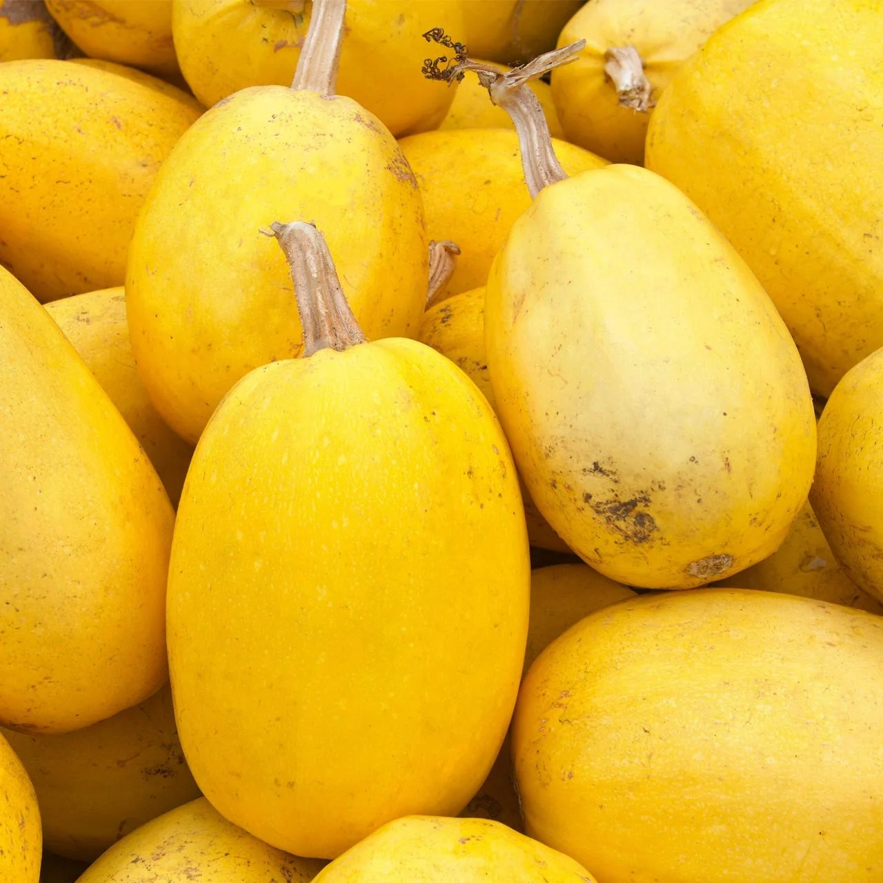 Juniper Hill Organic Spaghetti Squash