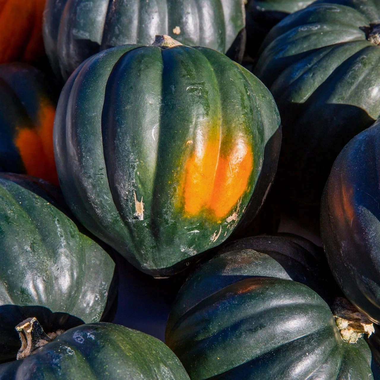 Juniper Hill Farm Organic Acorn Squash