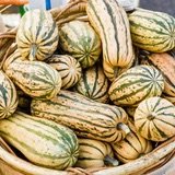 Juniper Hill Delicata Squash